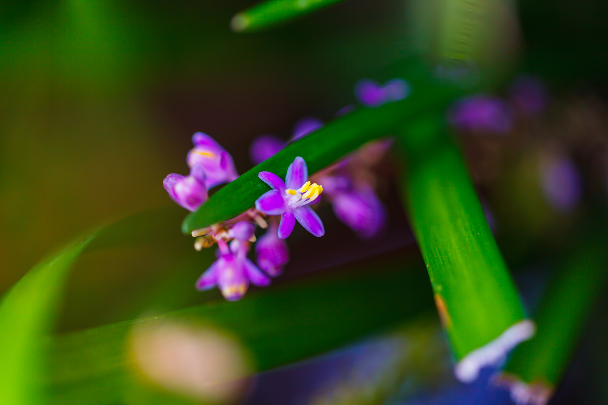 Sigma APO Macro 150mm f/2.8 EX DG HSM sample photo. Flowers photography