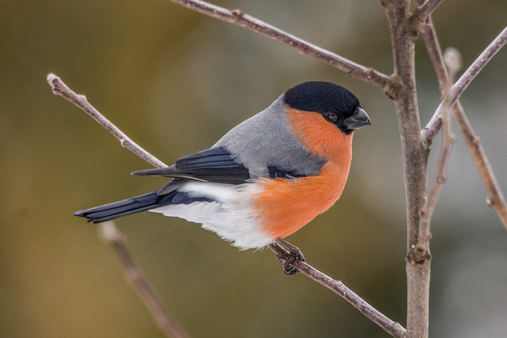 Sigma 150-500mm F5-6.3 DG OS HSM sample photo. Eurasian bullfinch photography
