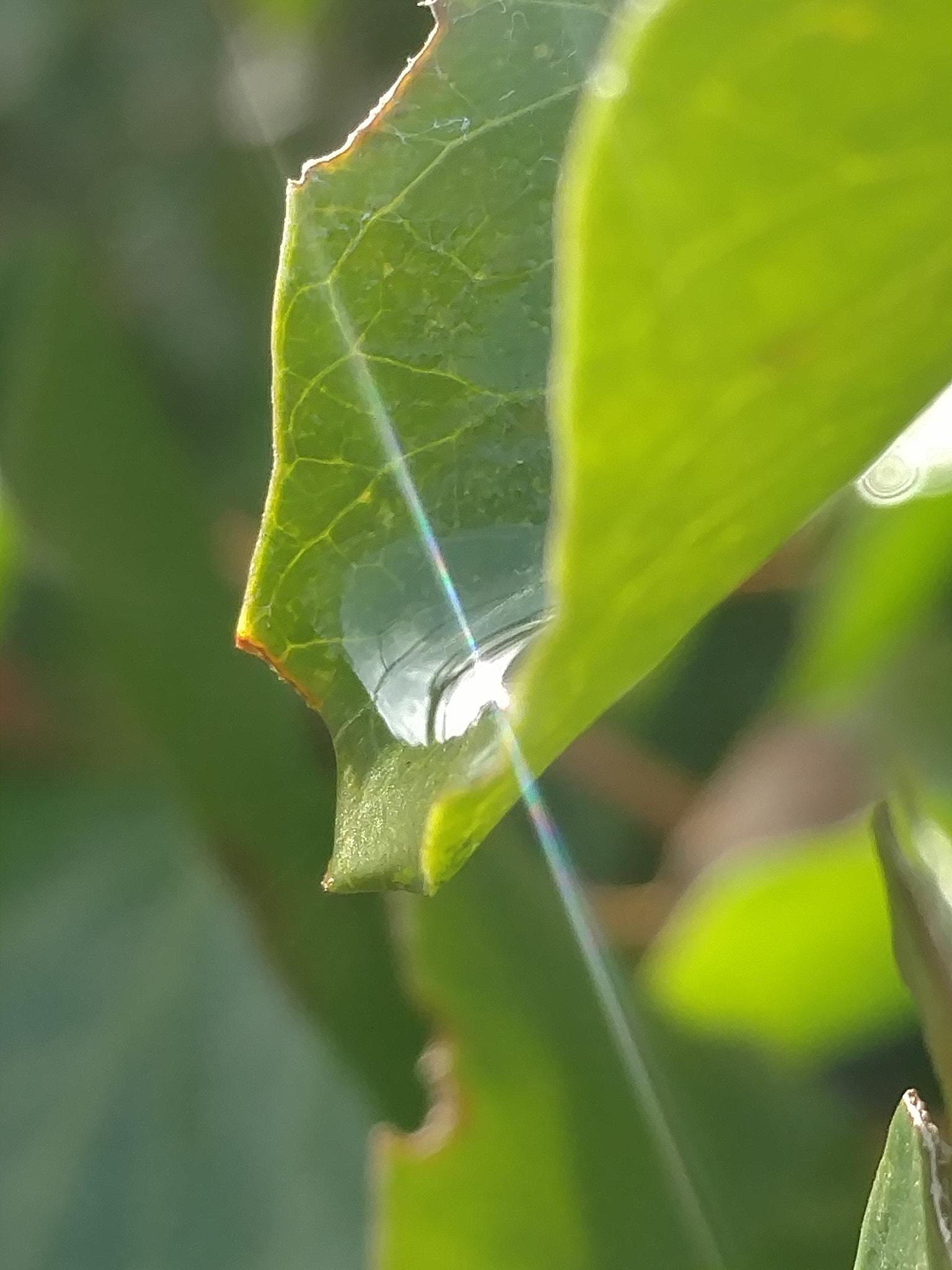 Motorola Moto X Style sample photo. Weekend sun photography