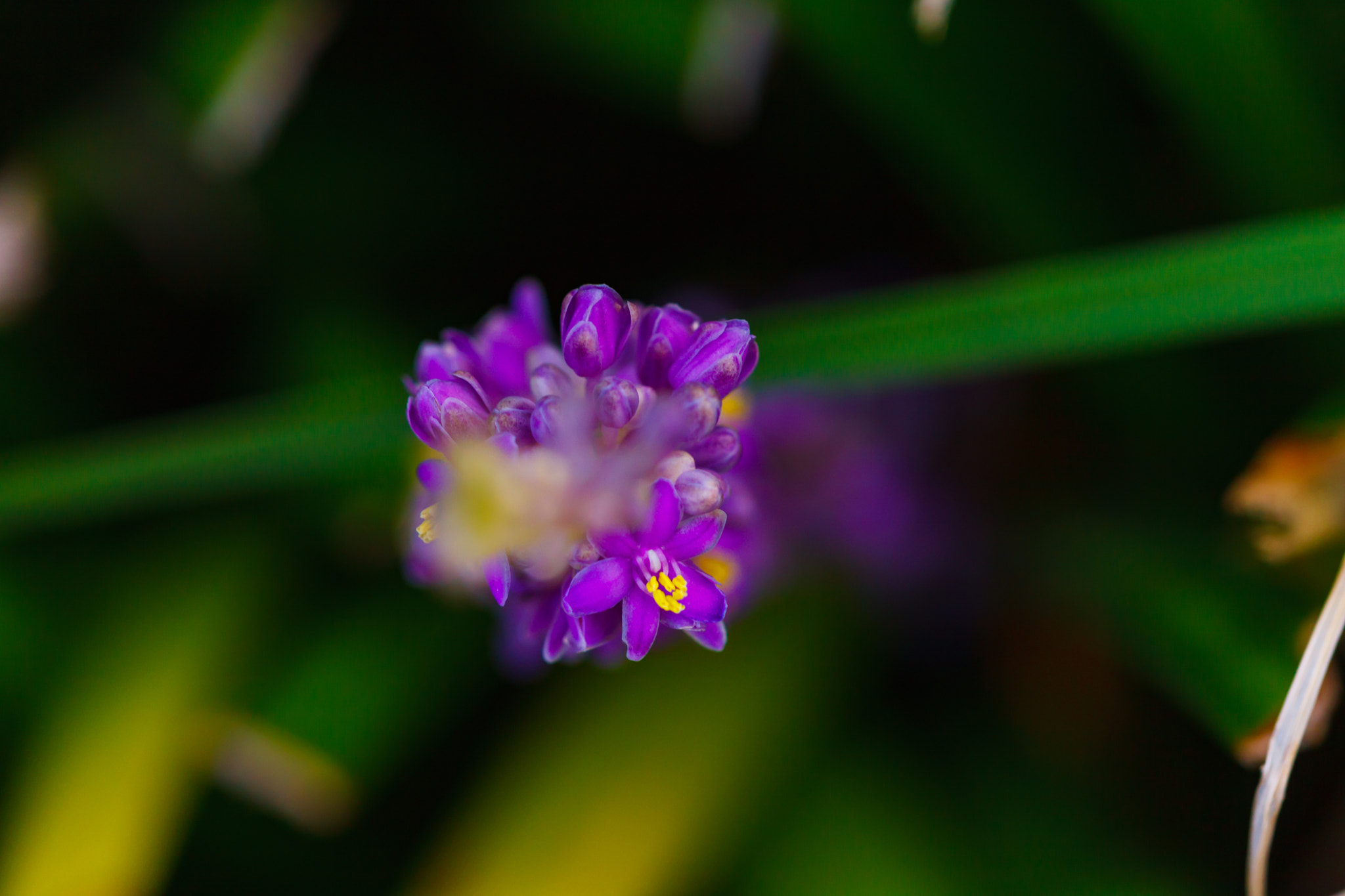 Sigma APO Macro 150mm f/2.8 EX DG HSM sample photo. Flowers photography
