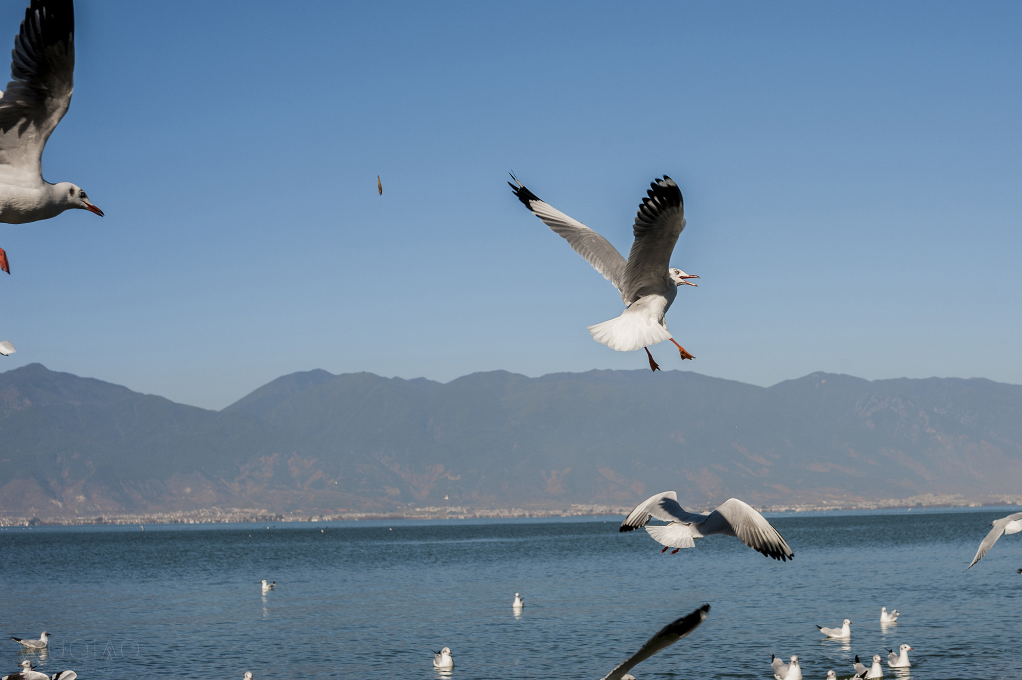 Nikon D700 + Sigma 50mm F1.4 EX DG HSM sample photo. Fly photography