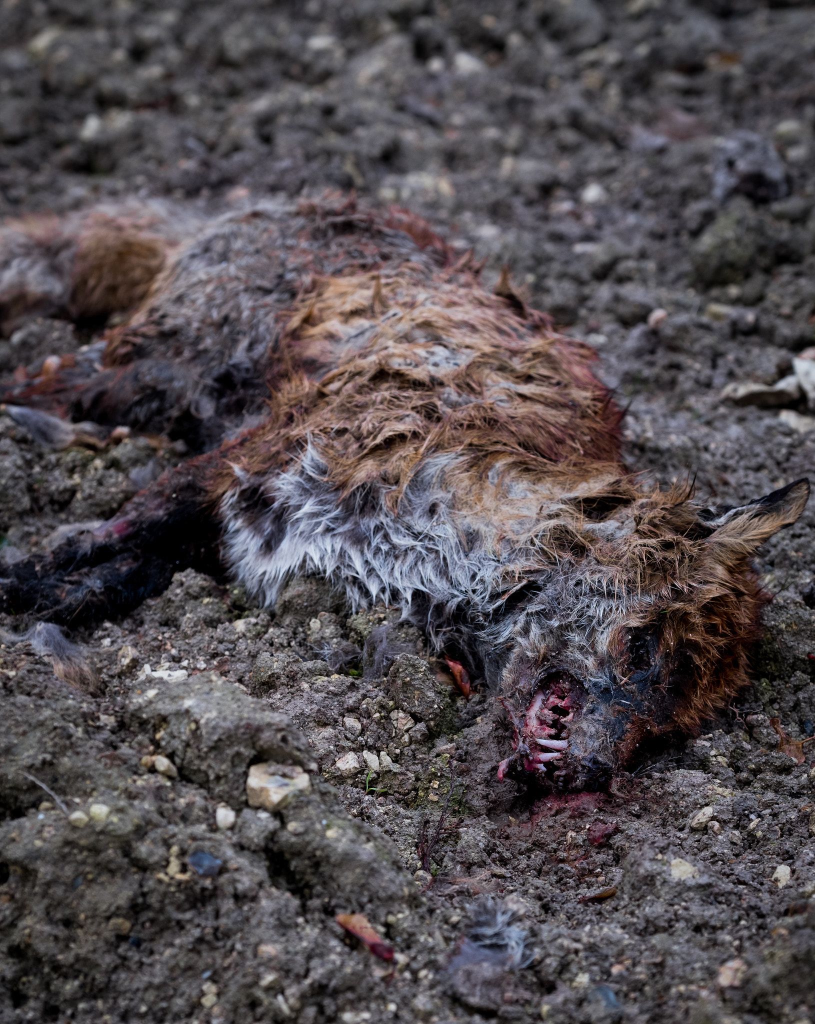 Fujifilm XF 50-140mm F2.8 R LM OIS WR sample photo. Decaying fox photography