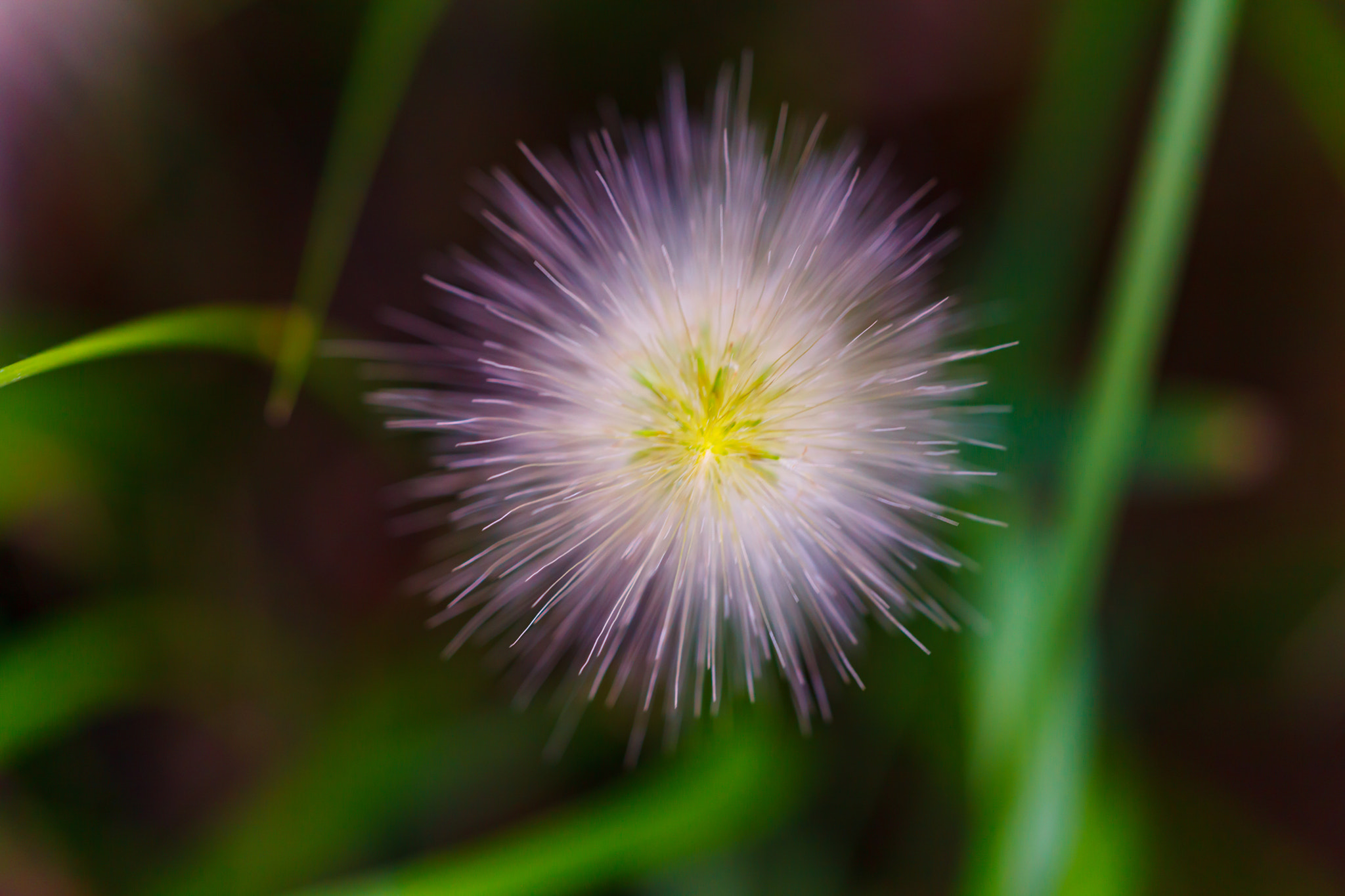 Sigma APO Macro 150mm f/2.8 EX DG HSM sample photo. Flower photography