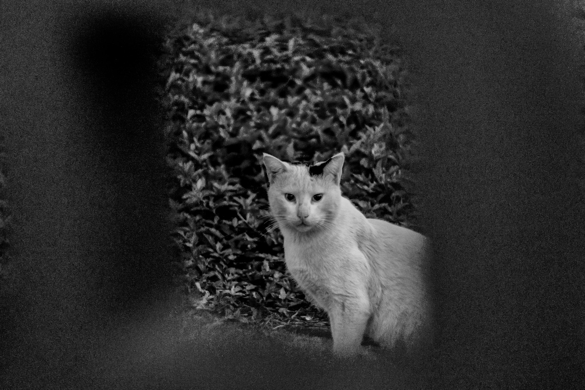 Sony a6000 + Minolta AF 50mm F1.7 sample photo. Framed cat photography