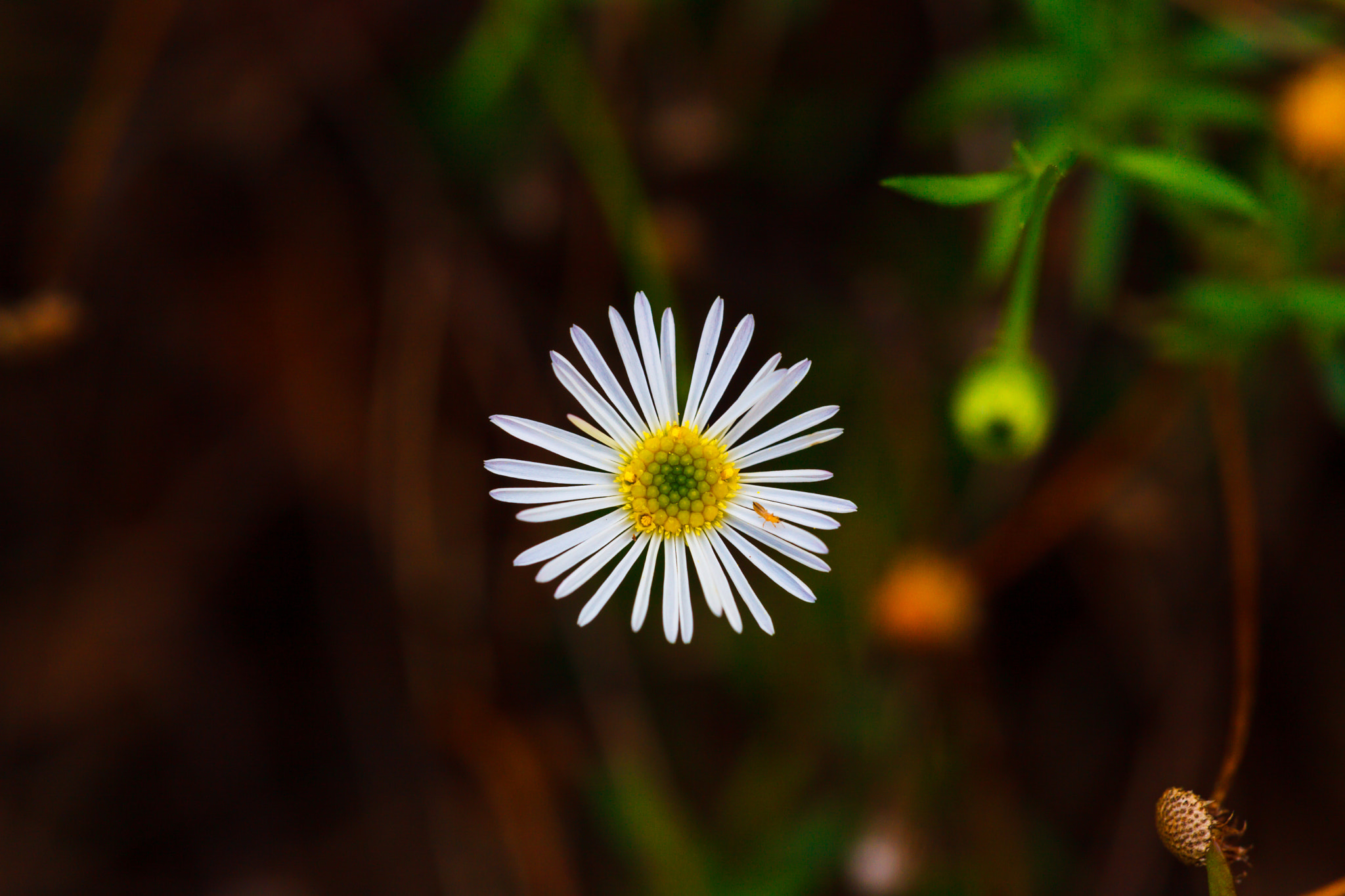 Sigma APO Macro 150mm f/2.8 EX DG HSM sample photo. Flower & insect photography