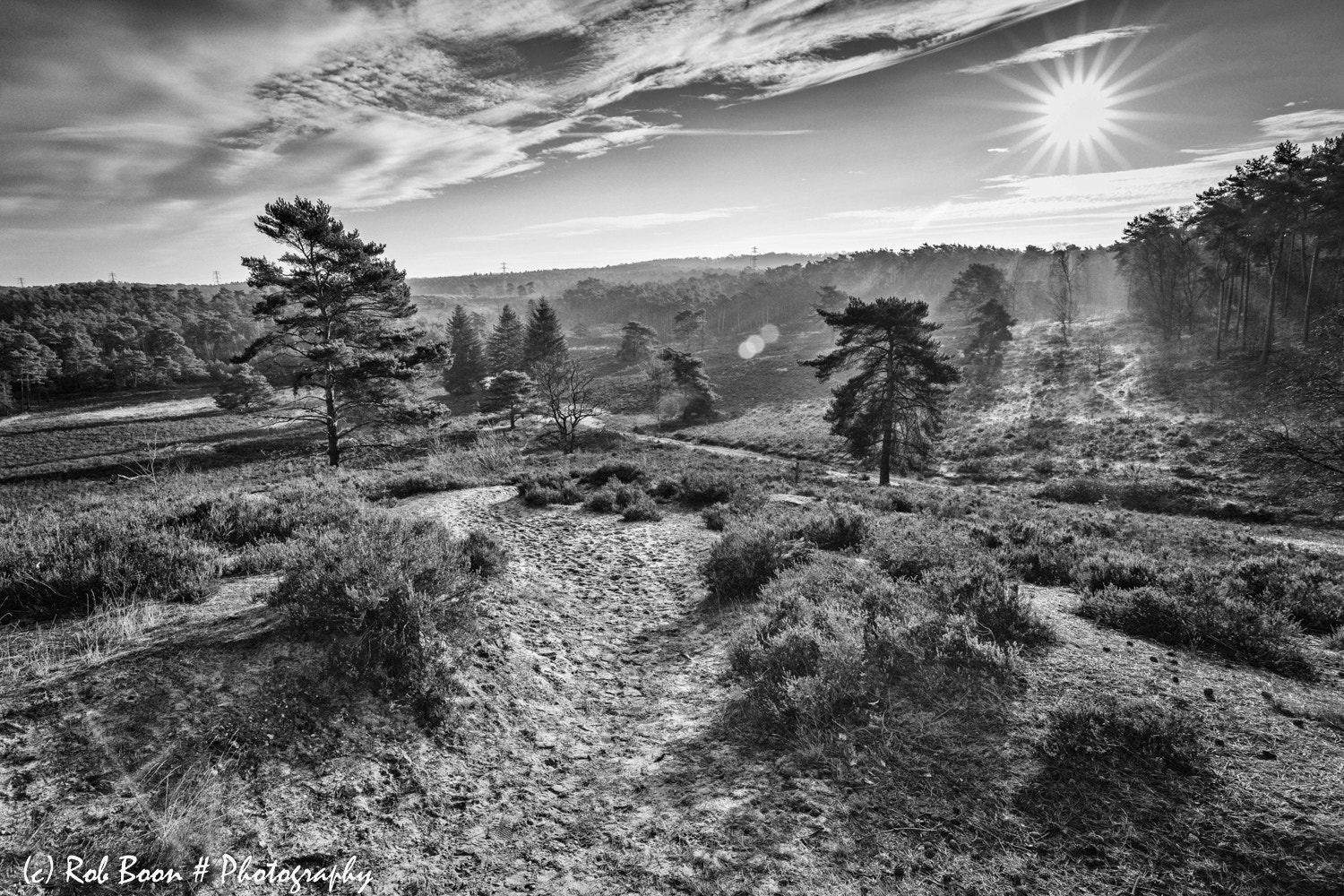 Canon EF 16-35mm F4L IS USM sample photo. Brunssummerheide 3 photography