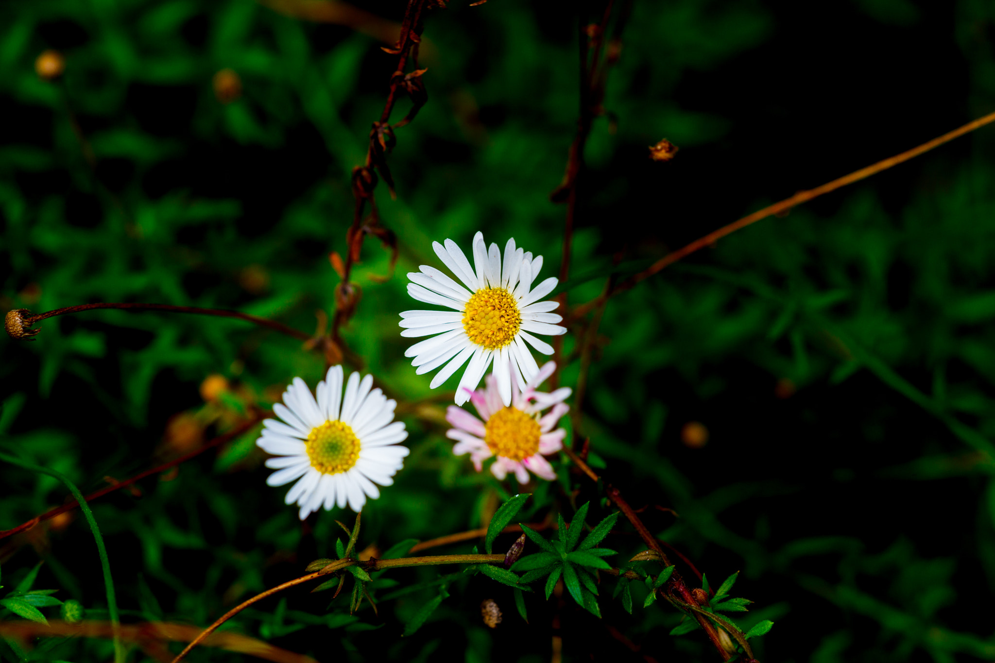 Canon EOS 5D Mark II sample photo. Flowers photography