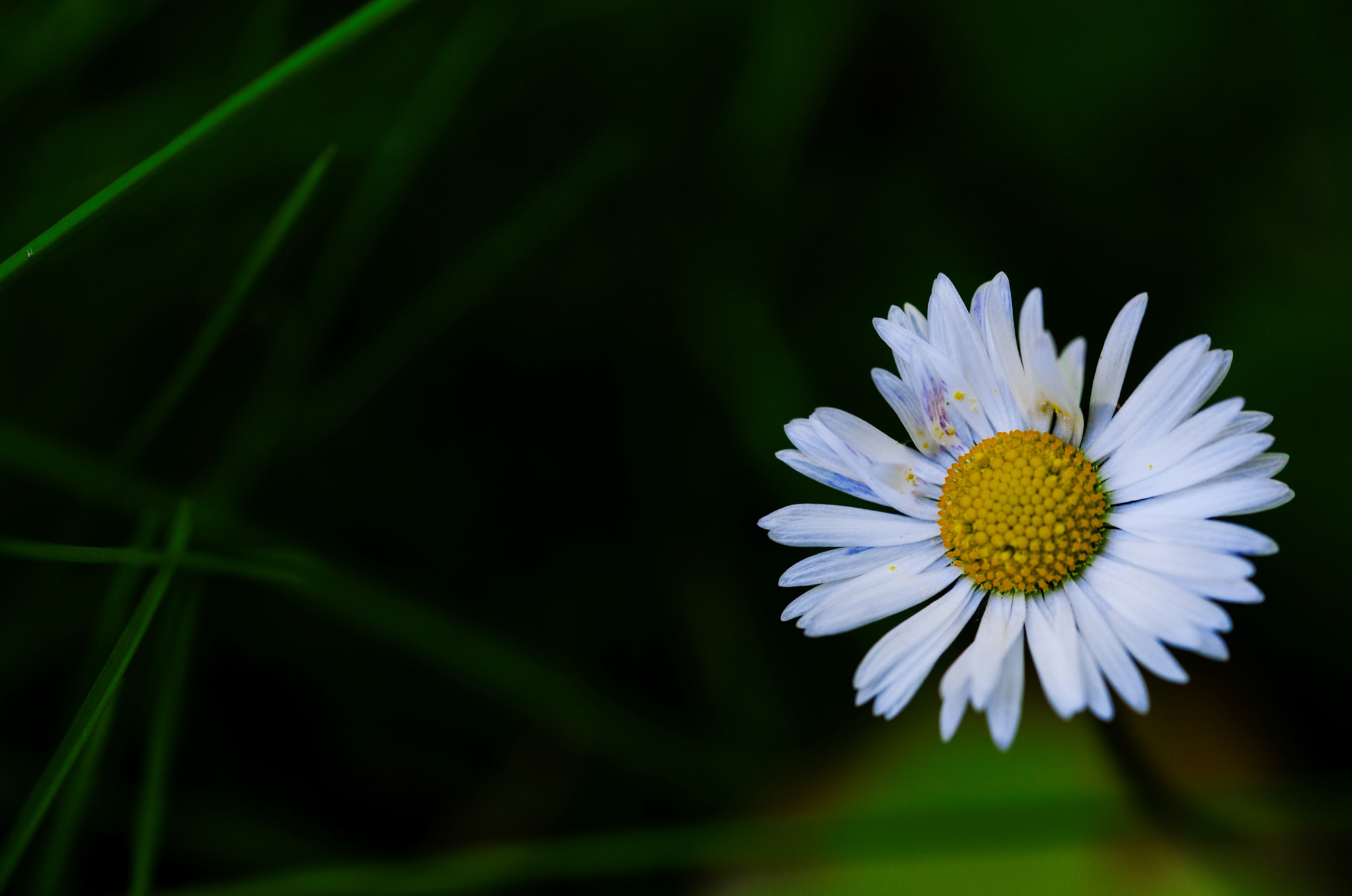Sigma 105mm F2.8 EX DG OS HSM sample photo. Messenger photography