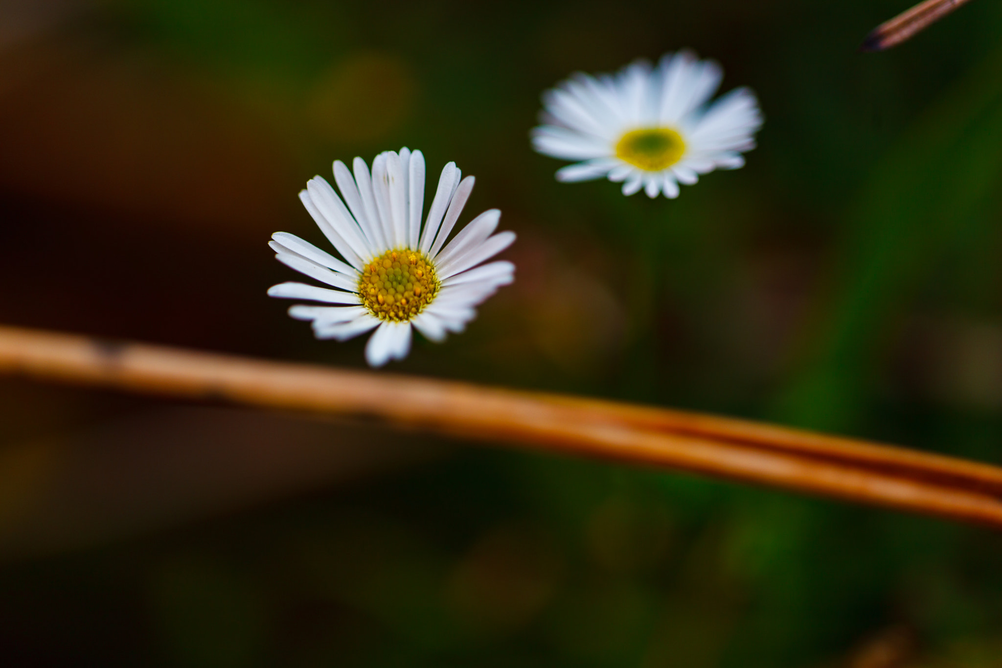 Sigma APO Macro 150mm f/2.8 EX DG HSM sample photo. Flowers photography