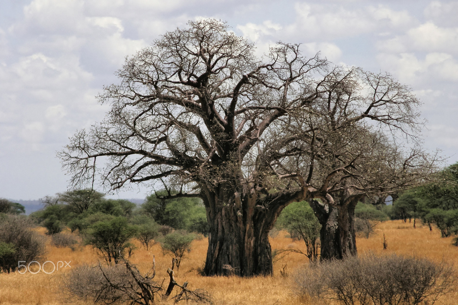 Olympus SP550UZ sample photo. Baobabs photography