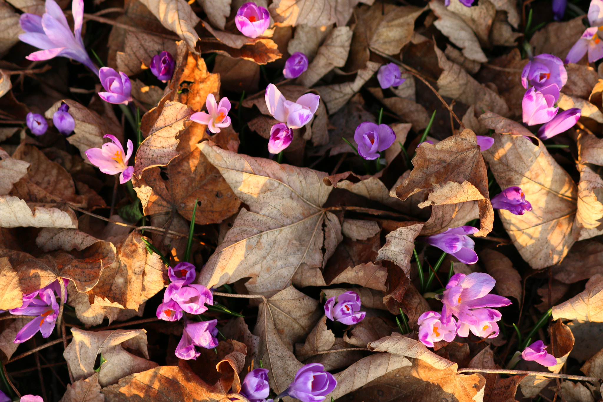 Canon EF-S 55-250mm F4-5.6 IS II sample photo. Autumn - spring photography