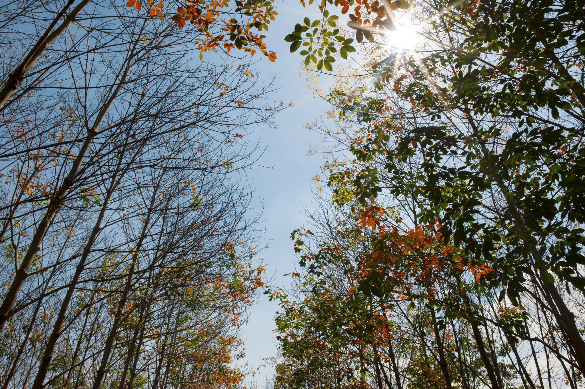 Samyang 12mm F2.8 ED AS NCS Fisheye sample photo