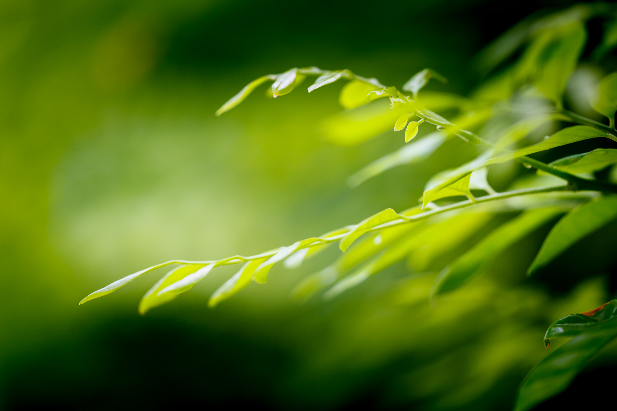 Sigma APO Macro 150mm f/2.8 EX DG HSM sample photo. Leaves photography