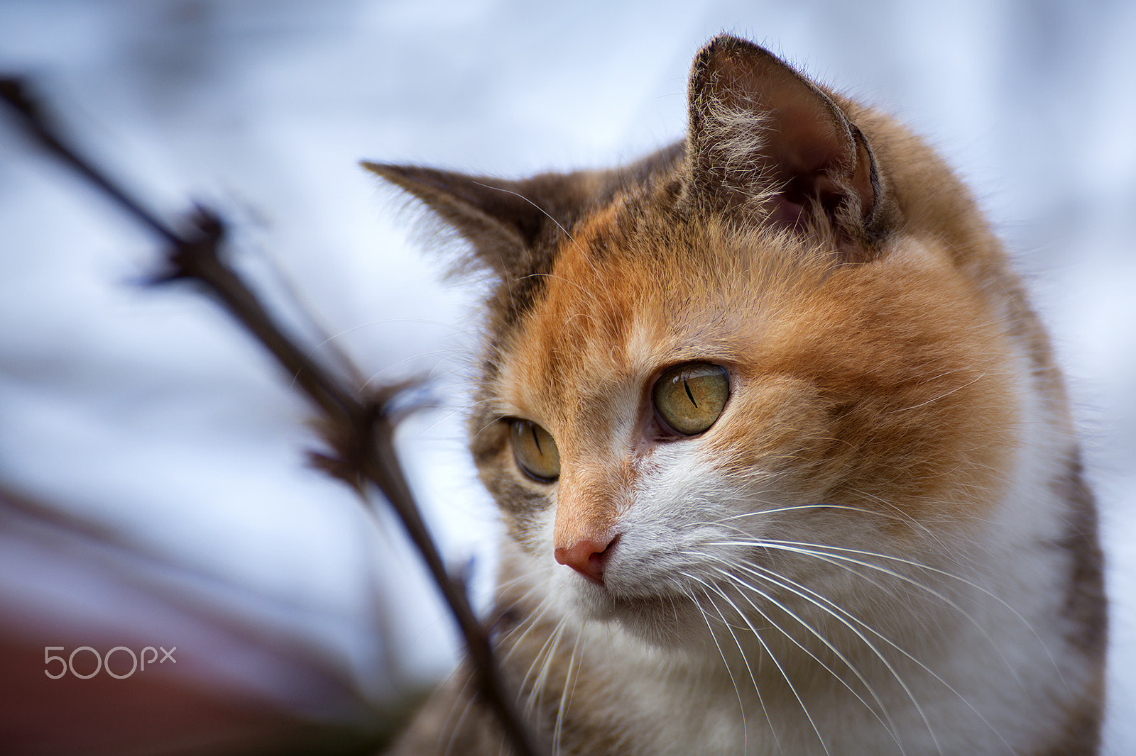 Tamron SP 35mm F1.8 Di VC USD sample photo. Maja portrait photography