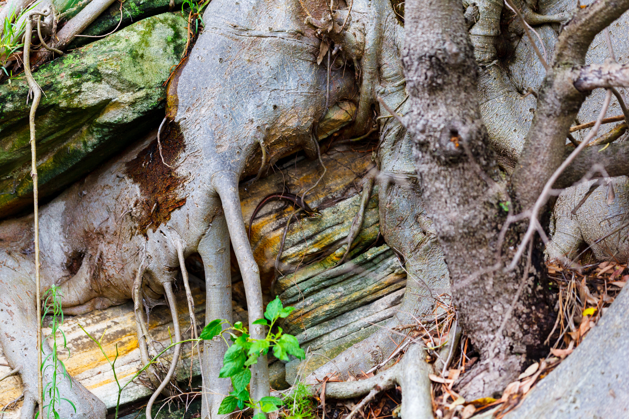 Canon EOS 5D Mark II sample photo. Roots & lizzard photography
