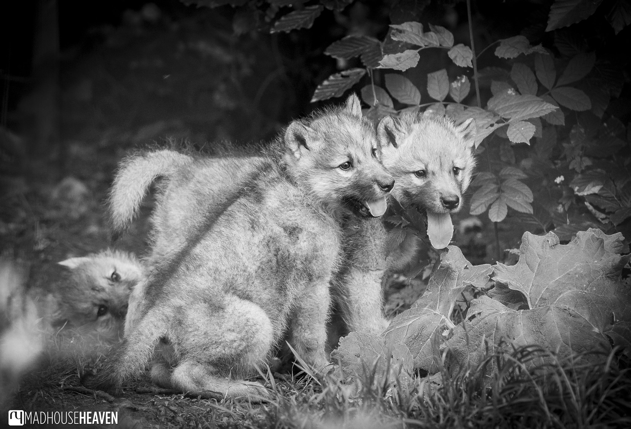 Olympus OM-D E-M1 + Olympus M.Zuiko Digital ED 40-150mm F2.8 Pro sample photo. Adorable wolf pups photography