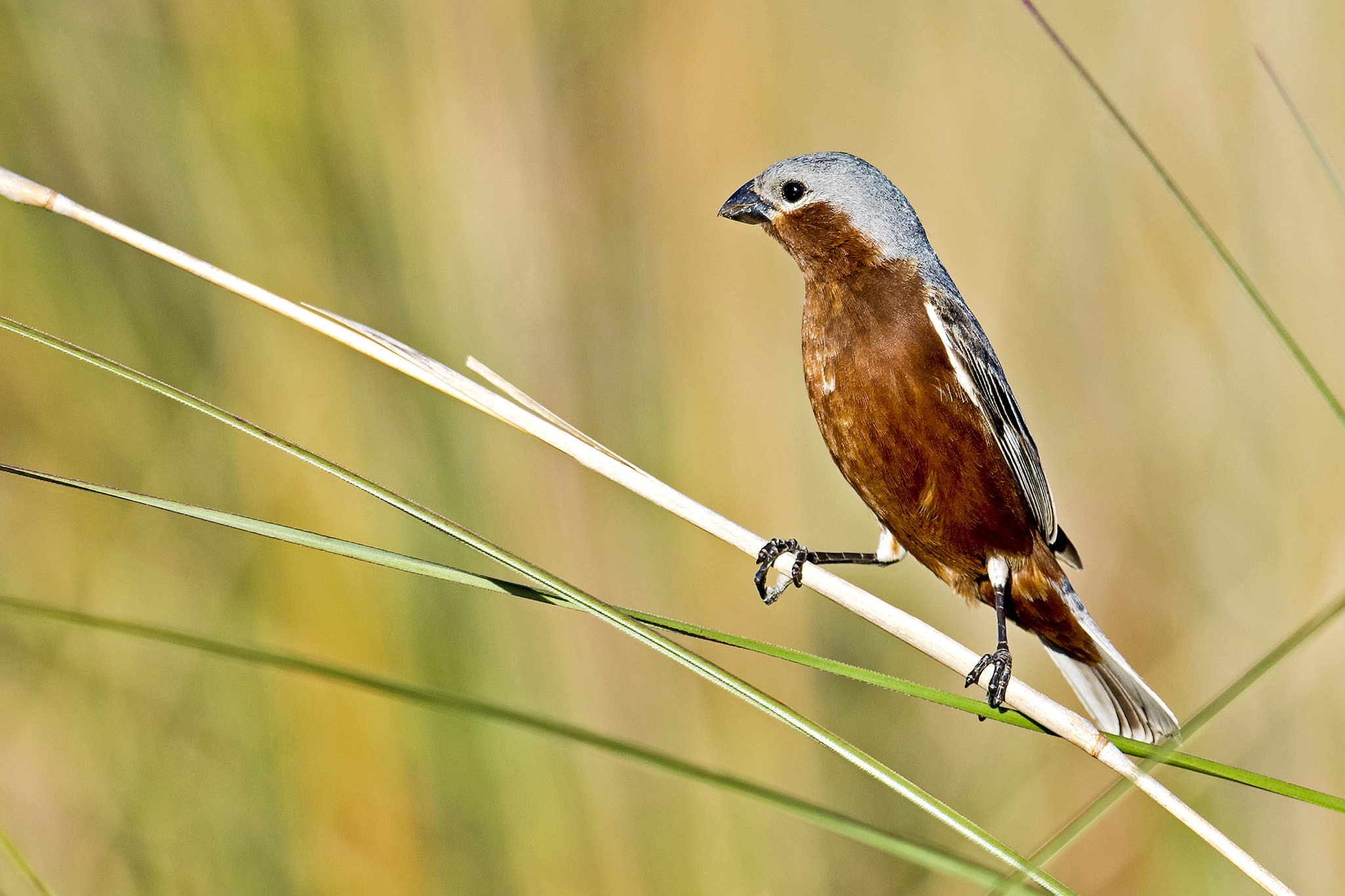 Nikon D5 + Nikon AF-S Nikkor 800mm F5.6E FL ED VR sample photo. Rufous-rumped seedeater photography