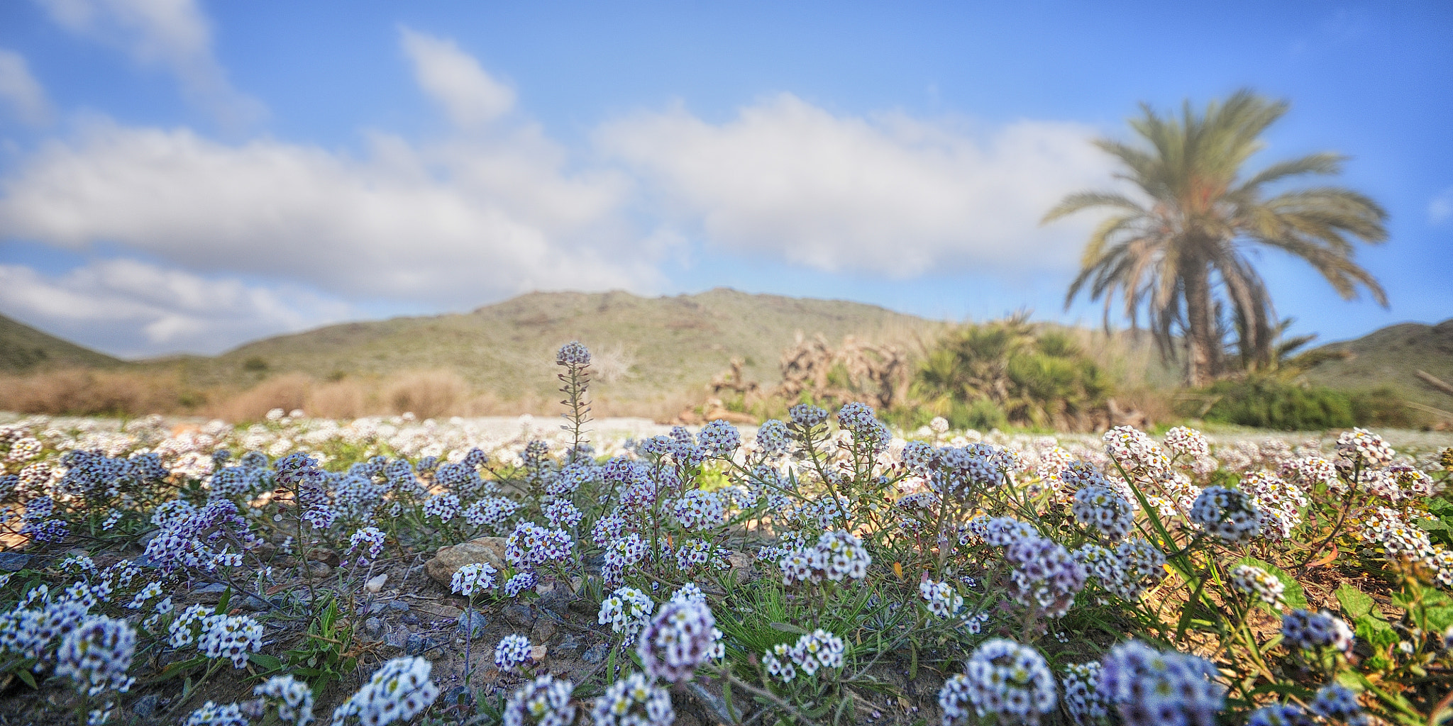 Sigma 10-20mm F4-5.6 EX DC HSM sample photo. A ras de suelo photography