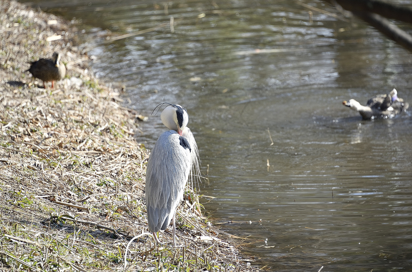 Nikon D800E sample photo. Ardea cinerea grooming hair growing photography