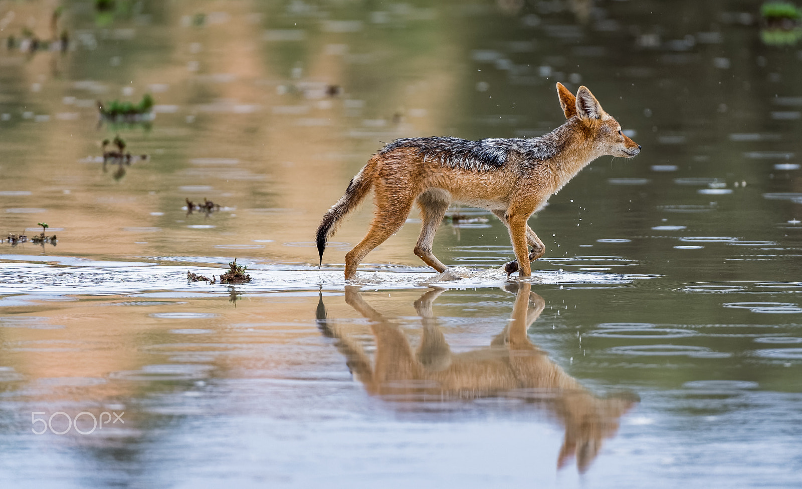 Nikon D4S + Nikon AF-S Nikkor 200-400mm F4G ED-IF VR sample photo. Water resistant jackal ii photography