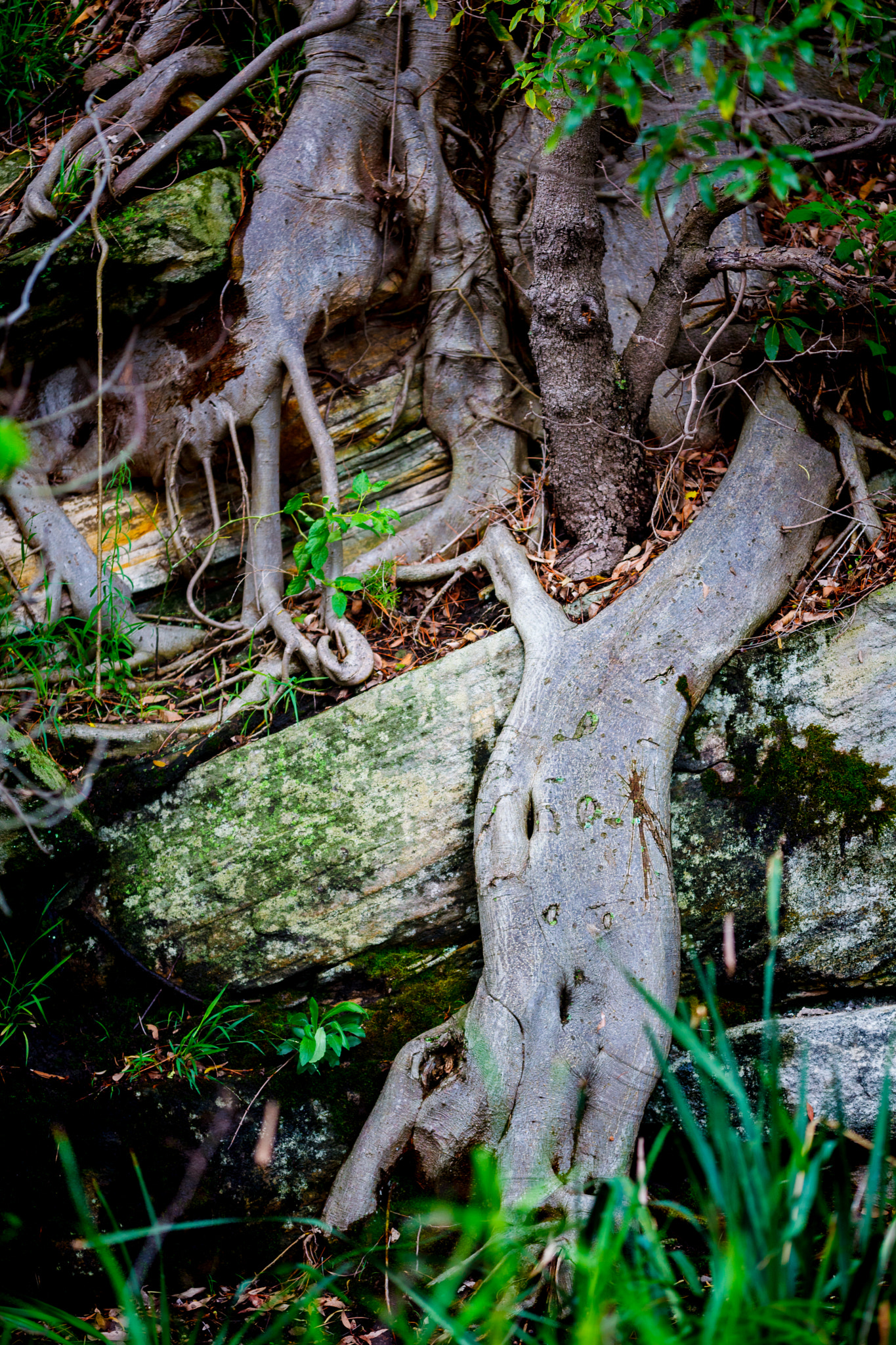Sigma APO Macro 150mm f/2.8 EX DG HSM sample photo. Roots & lizzard photography