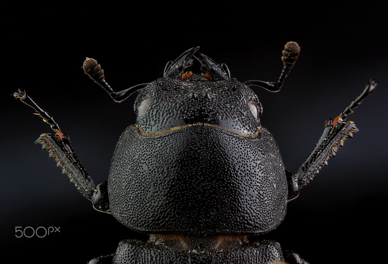 Canon EF 100mm F2.8 Macro USM sample photo. Head of  lesser stag beetle (dorcus parallelipipedus). extreme m photography