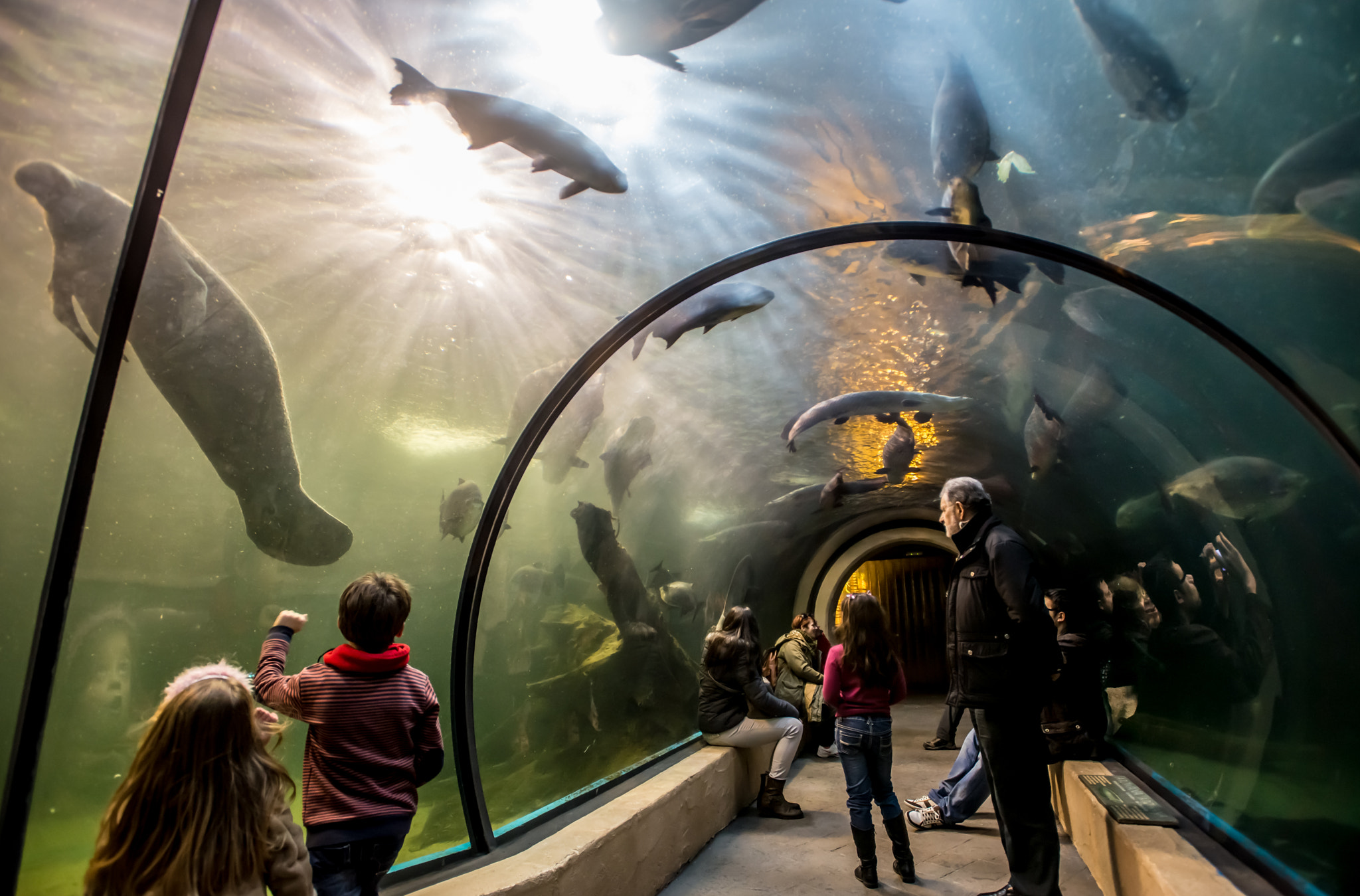 Nikon AF-S Nikkor 17-35mm F2.8D ED-IF sample photo. Fish tank photography