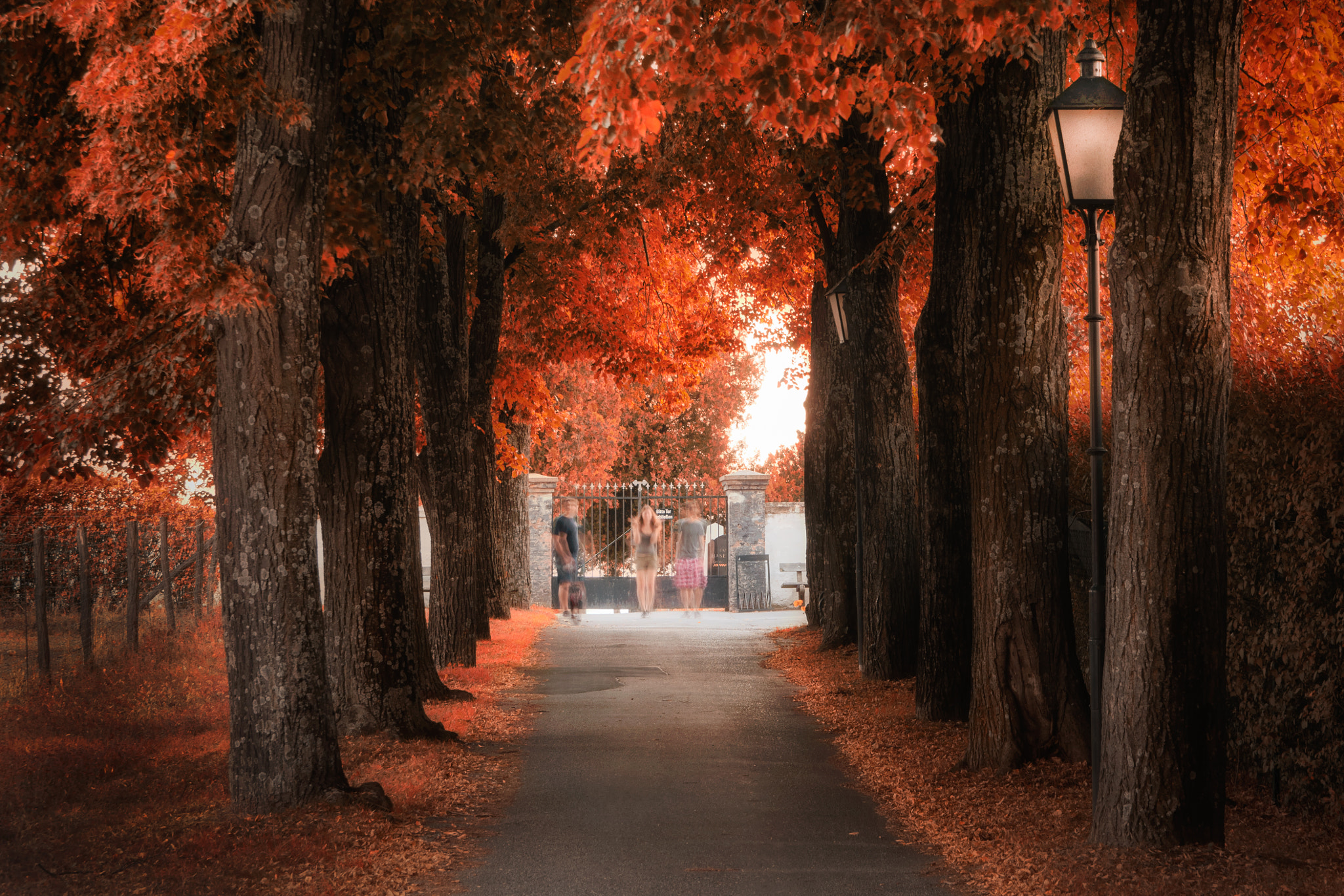 Sigma 18-50mm F2.8 EX DC sample photo. Autumn walk photography