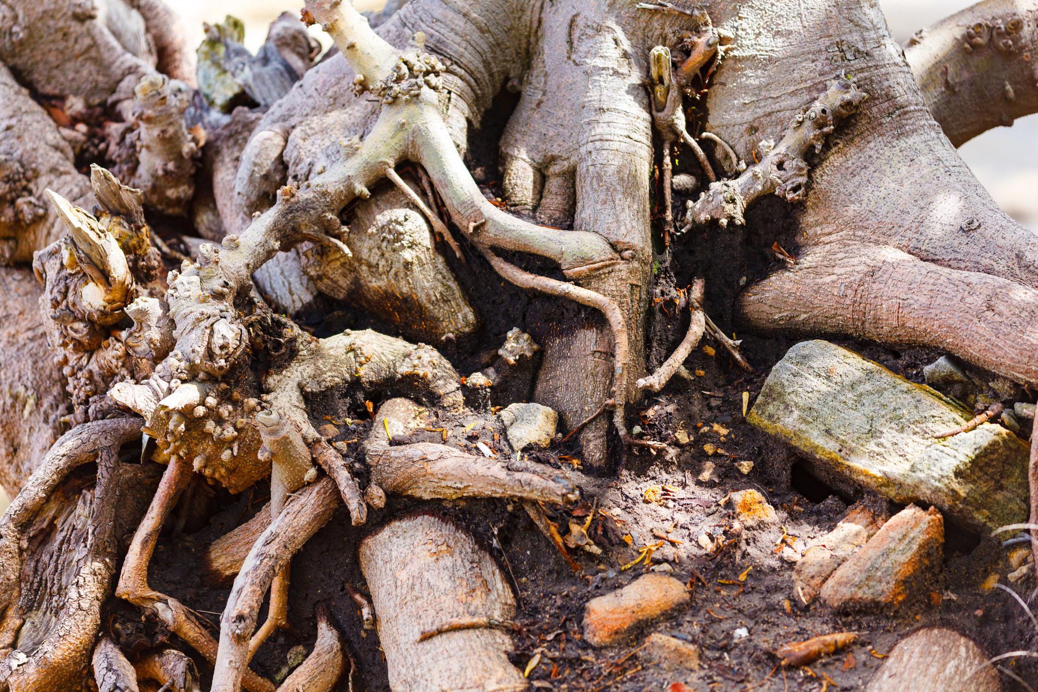 Sigma APO Macro 150mm f/2.8 EX DG HSM sample photo. Roots & stones photography
