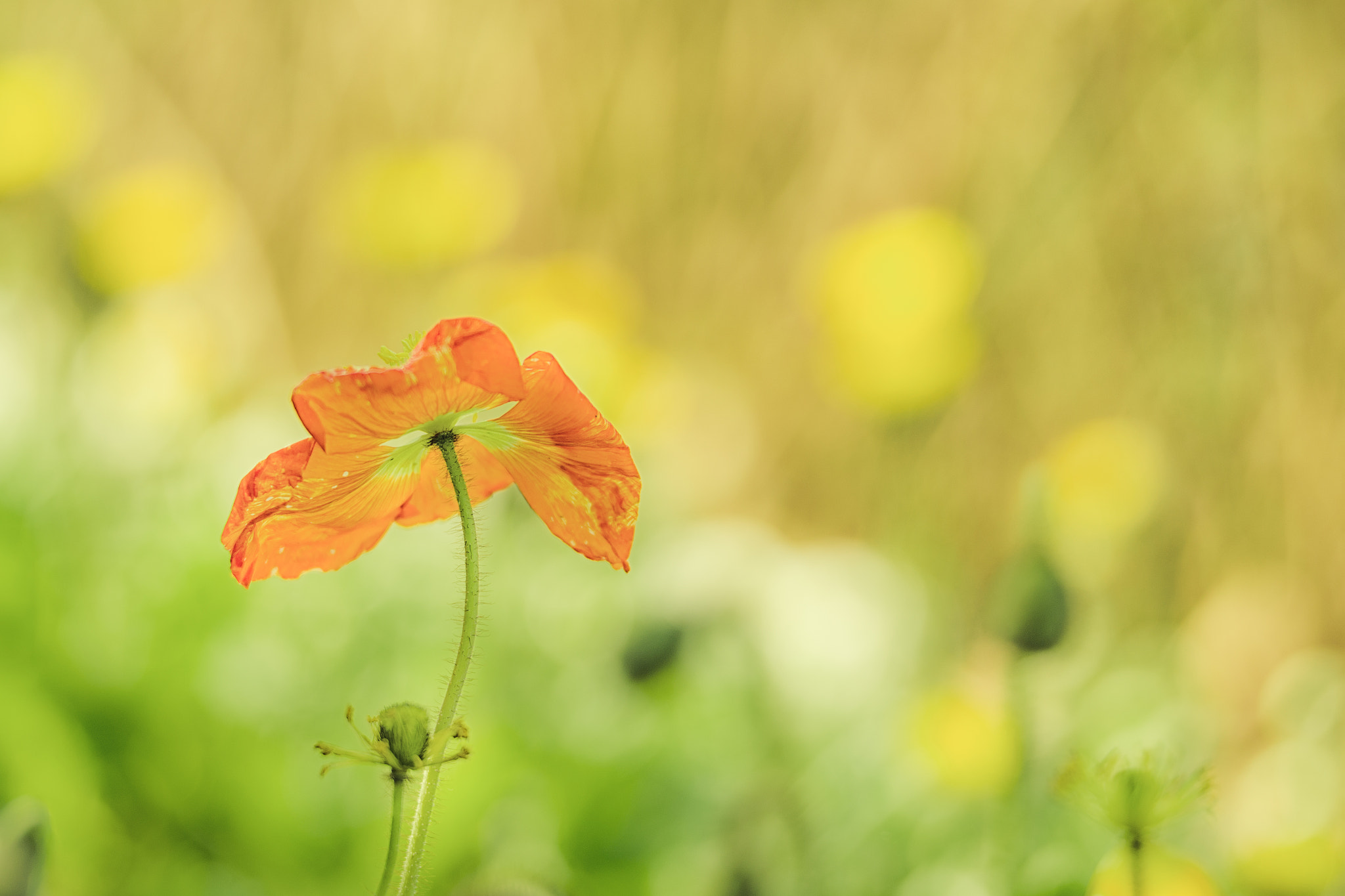 Pentax D FA* 70-200mm F2.8ED DC AW sample photo. ** photography