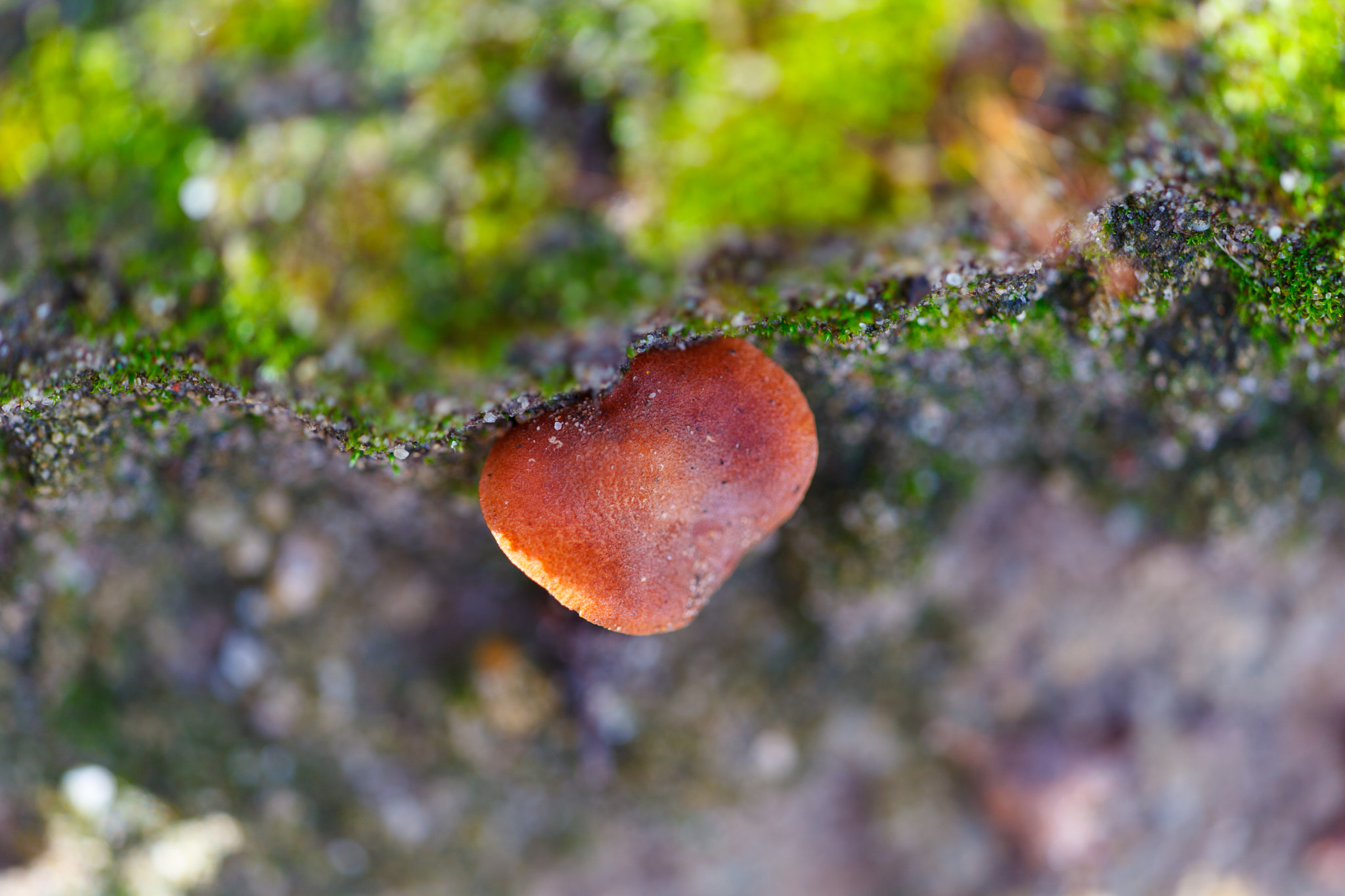 Sigma APO Macro 150mm f/2.8 EX DG HSM sample photo. Mashroom photography