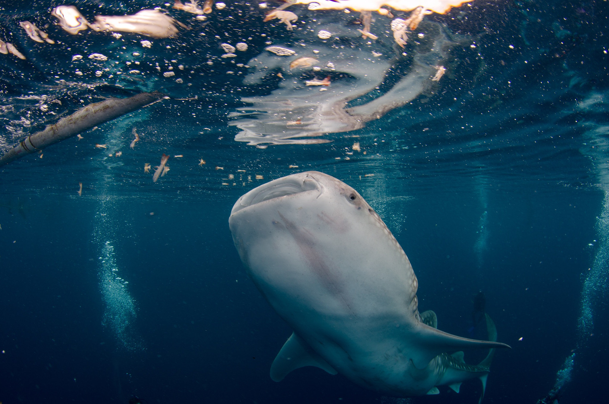 Tokina AT-X 10-17mm F3.5-4.5 DX Fisheye sample photo. Whale shark named "destiny" of gorontalo #indonesia #gorontalo photography