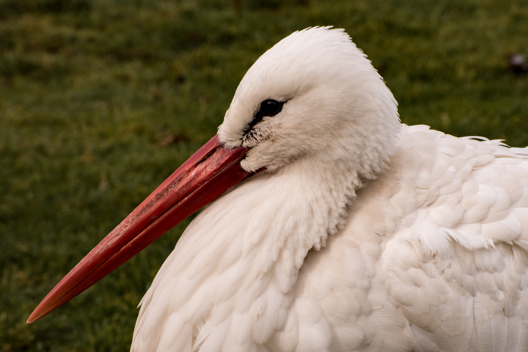 Nikon D800 sample photo. Adebar in frankenhof reken photography