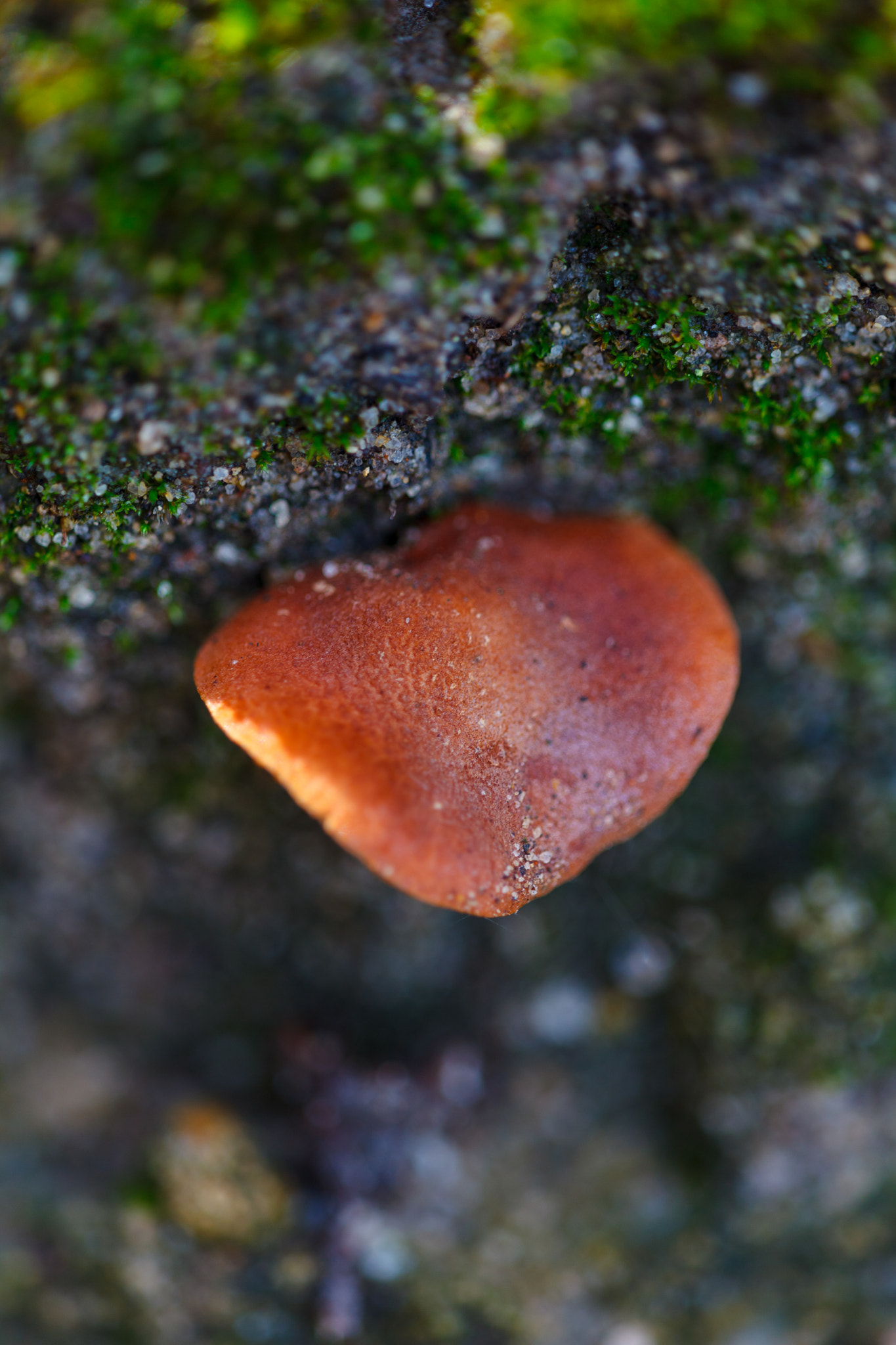 Sigma APO Macro 150mm f/2.8 EX DG HSM sample photo. Mashroom photography