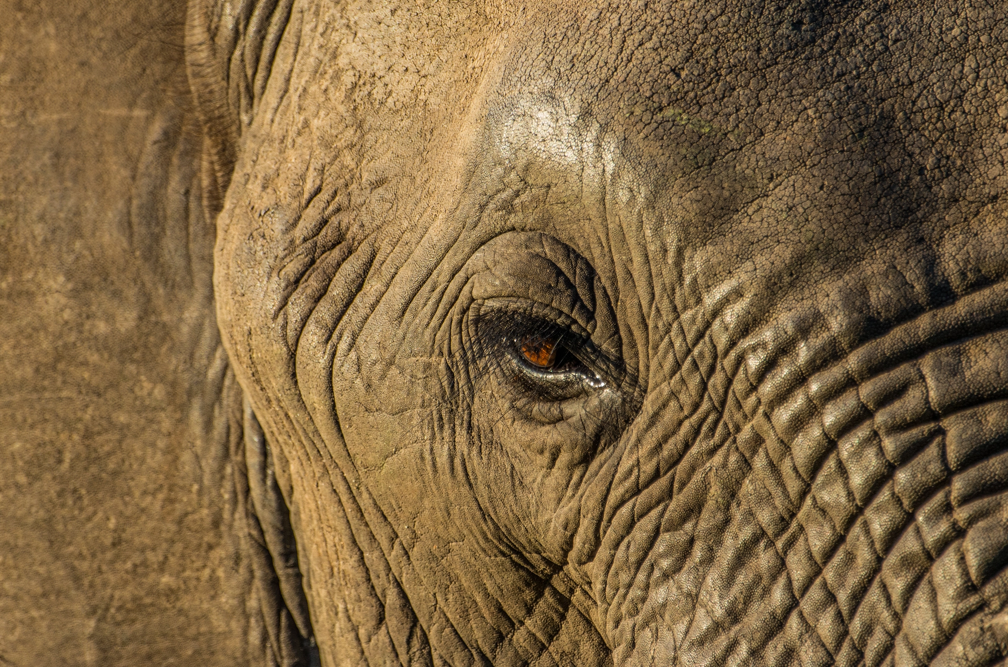 Pentax K-5 II sample photo. The eye of eli photography