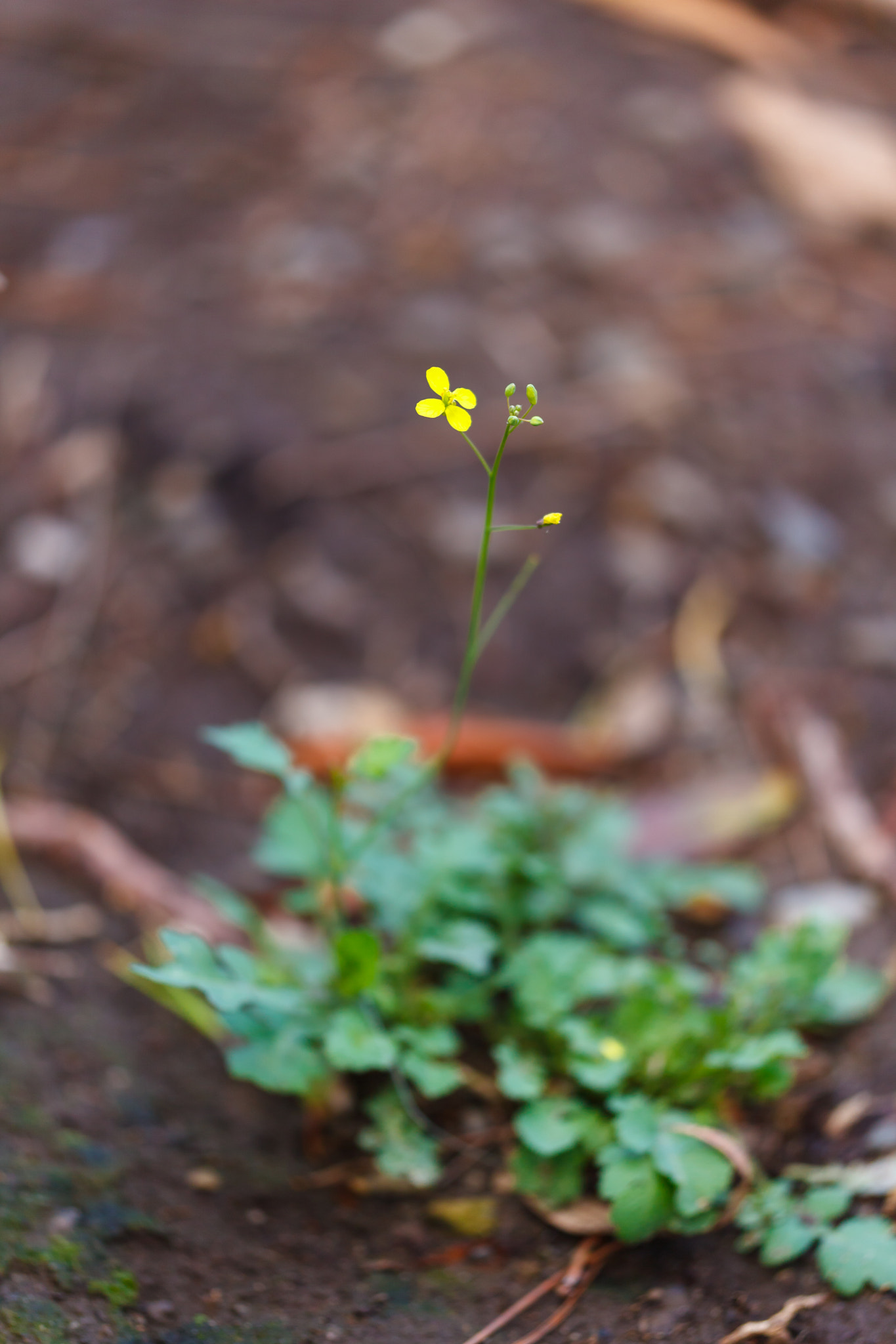Sigma APO Macro 150mm f/2.8 EX DG HSM sample photo. Flower photography