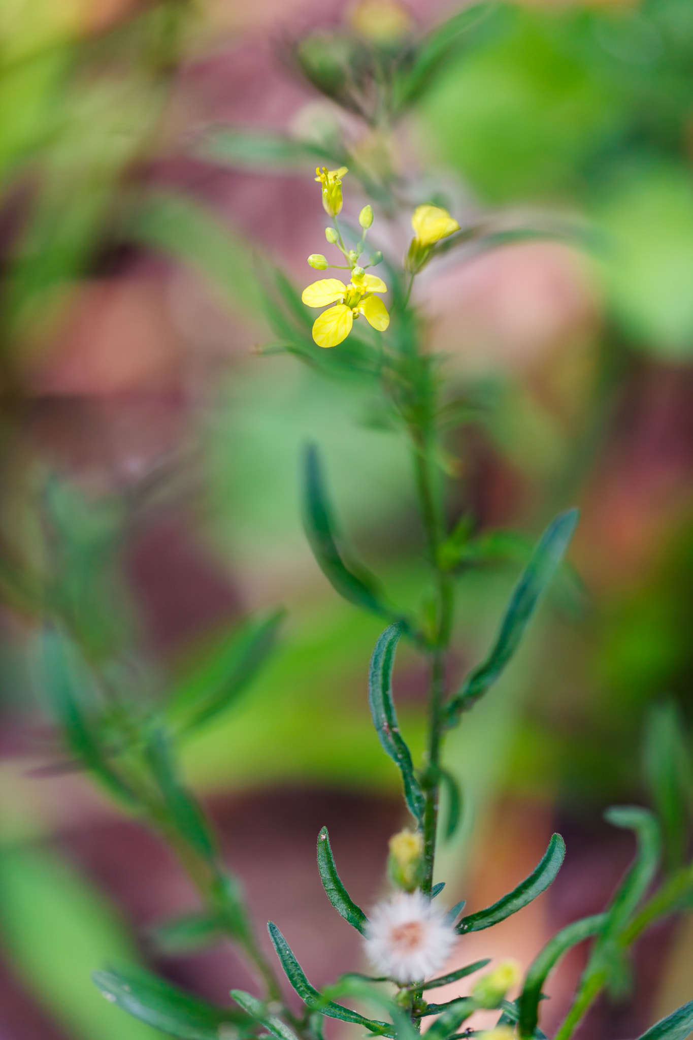 Sigma APO Macro 150mm f/2.8 EX DG HSM sample photo. Flower photography