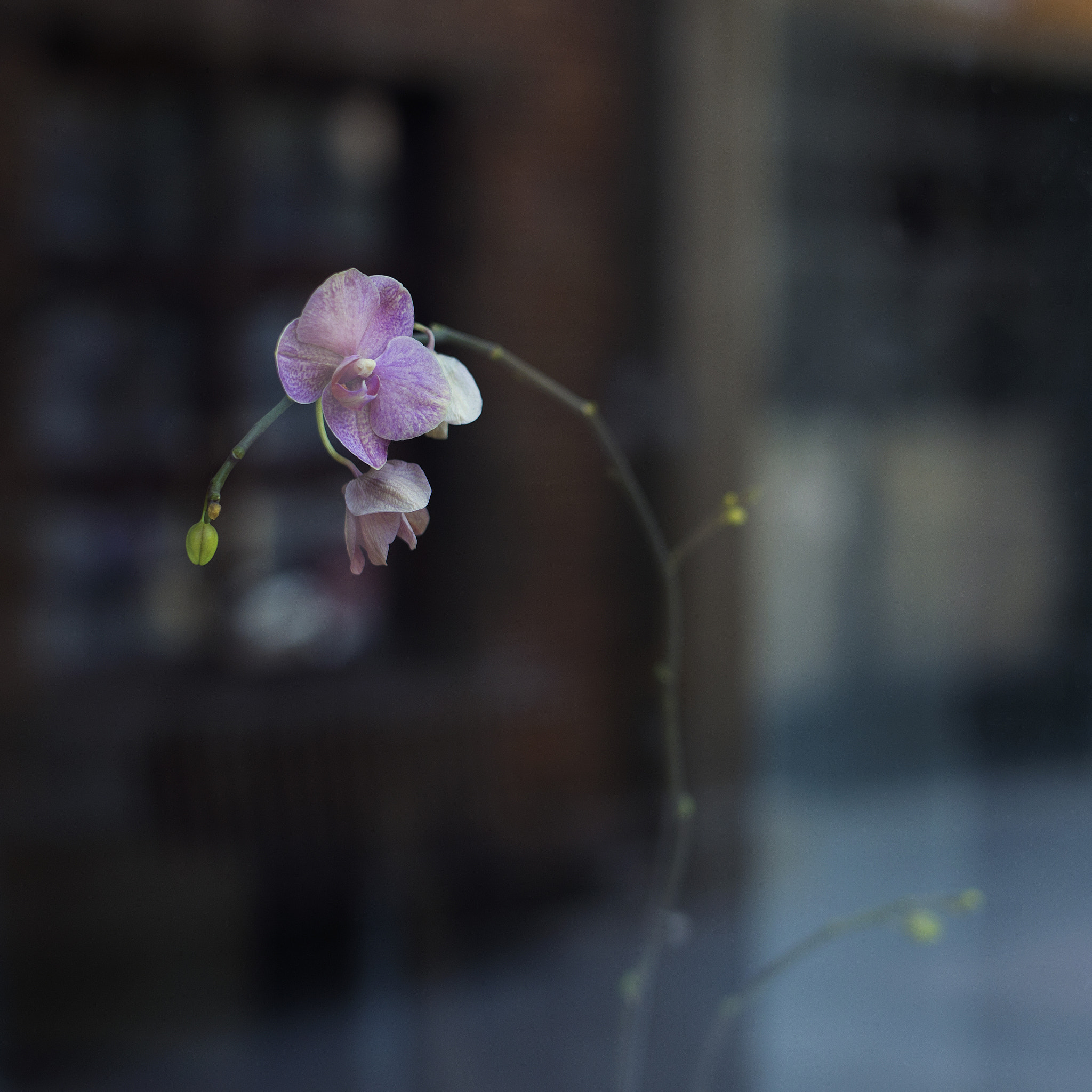 Leica Summilux-M 50mm F1.4 ASPH sample photo. Phalaenopsis on the window photography