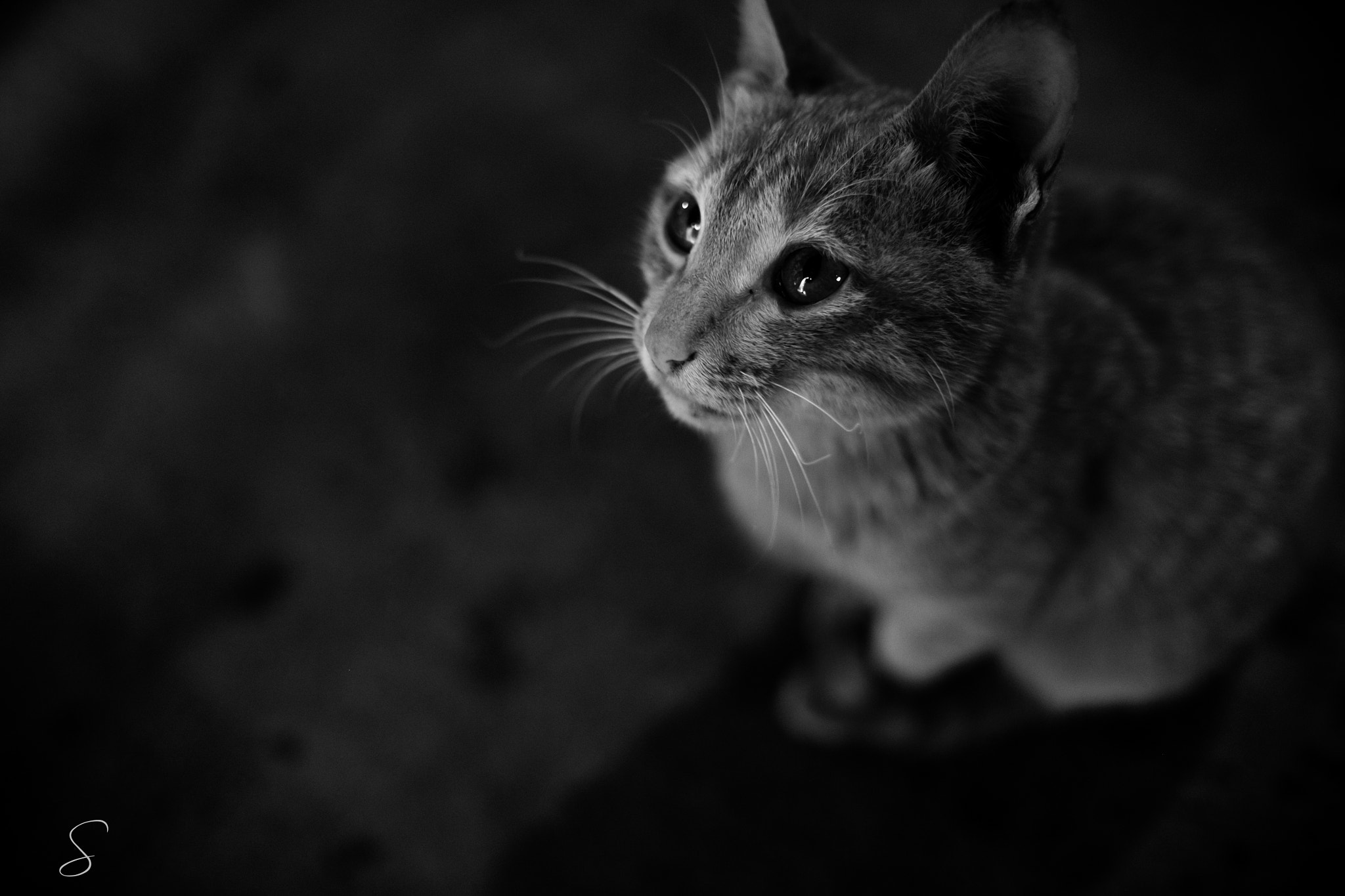 Fujifilm XF 23mm F1.4 R sample photo. The eye photography