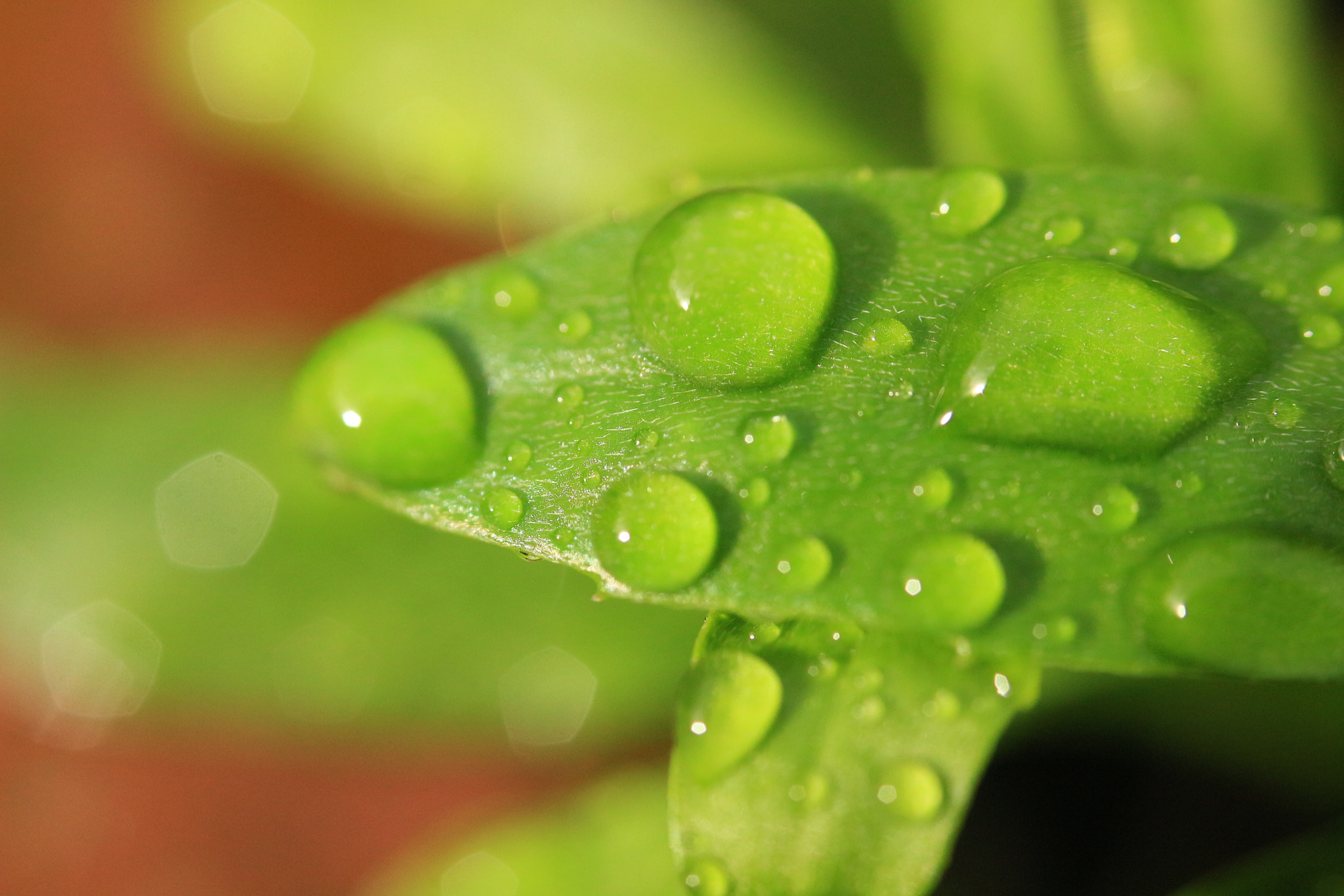 Canon EF 35-80mm f/4-5.6 sample photo. Img photography