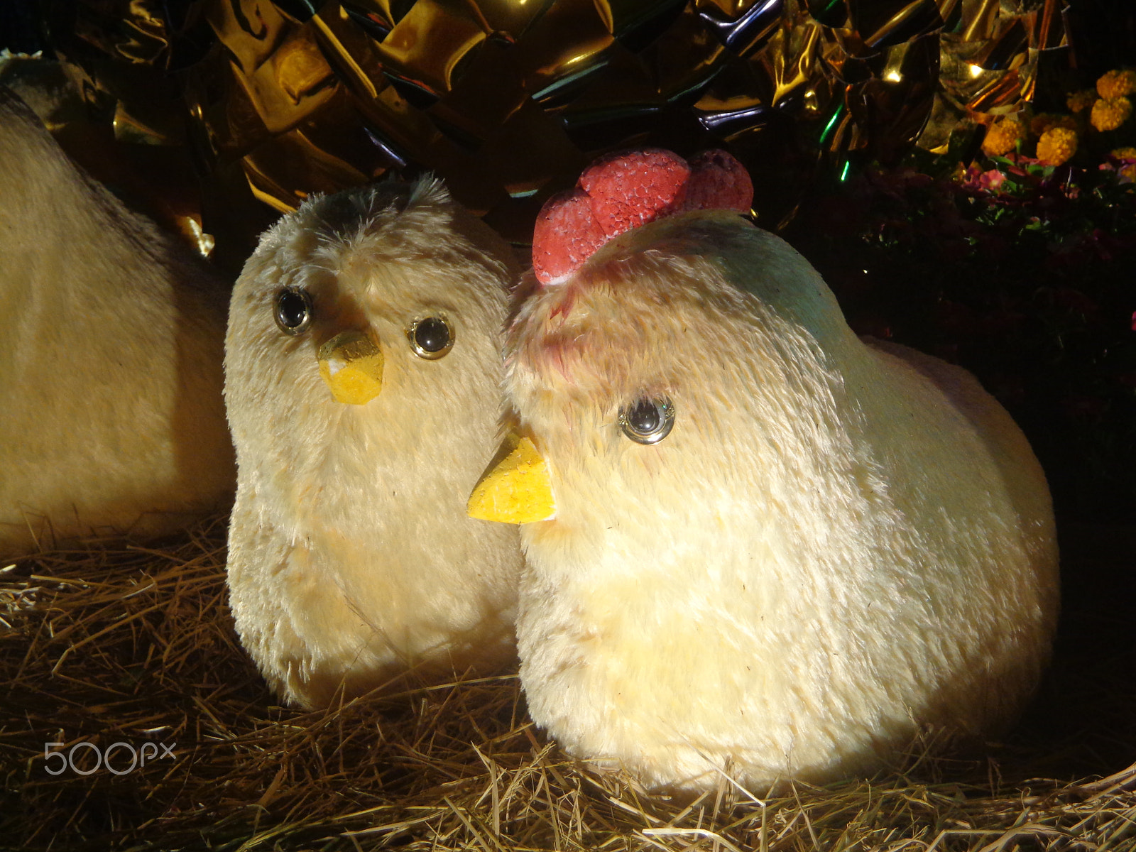 Sony DSC-W630 sample photo. Angry chicken photography