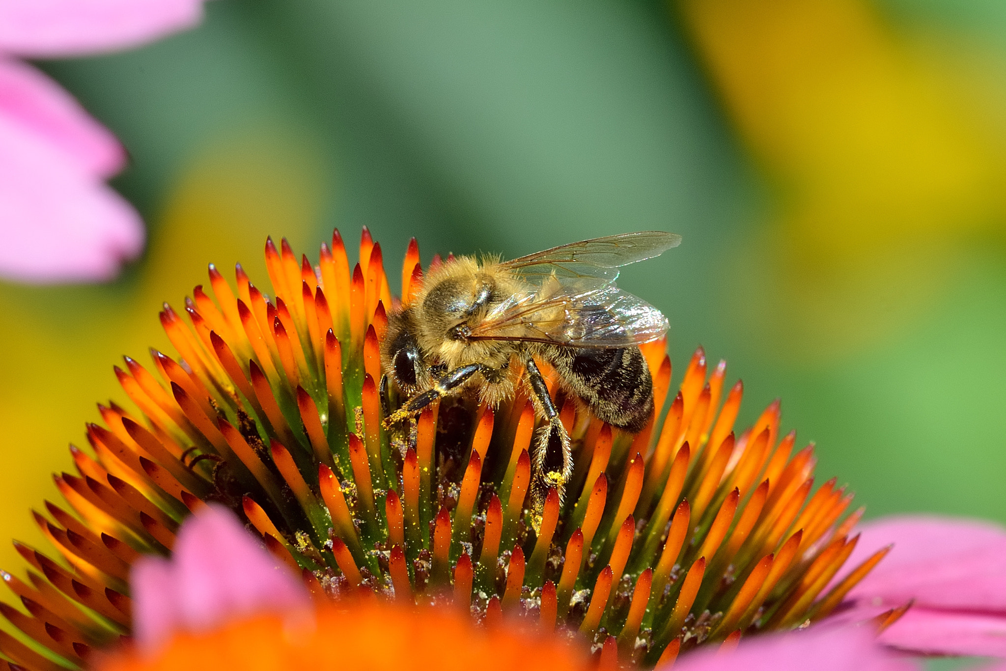 Sigma APO Macro 180mm F3.5 EX DG HSM sample photo. Quite near photography