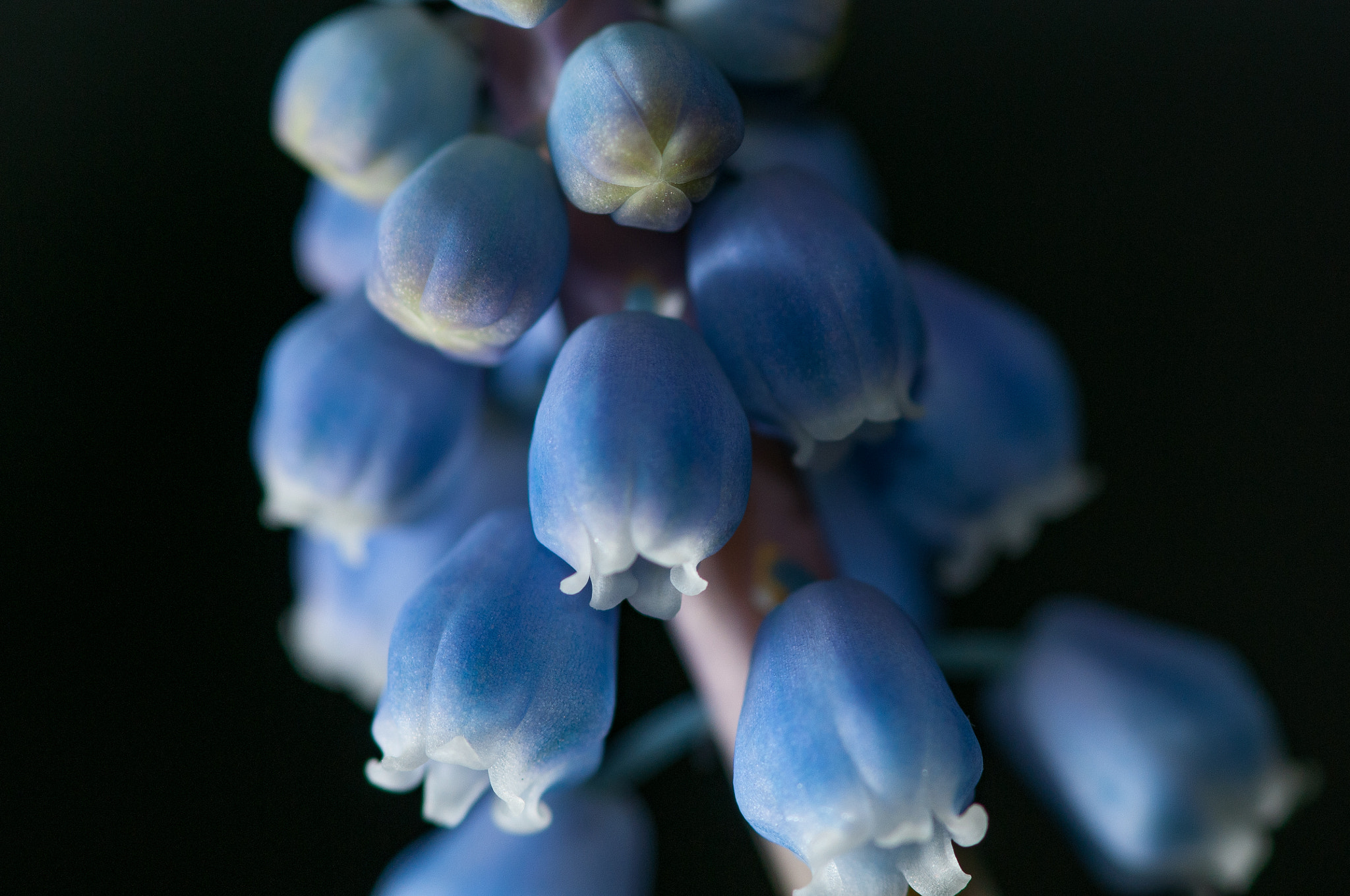 Nikon D300 + Tokina AT-X Pro 100mm F2.8 Macro sample photo. Grape hyacinth ii photography