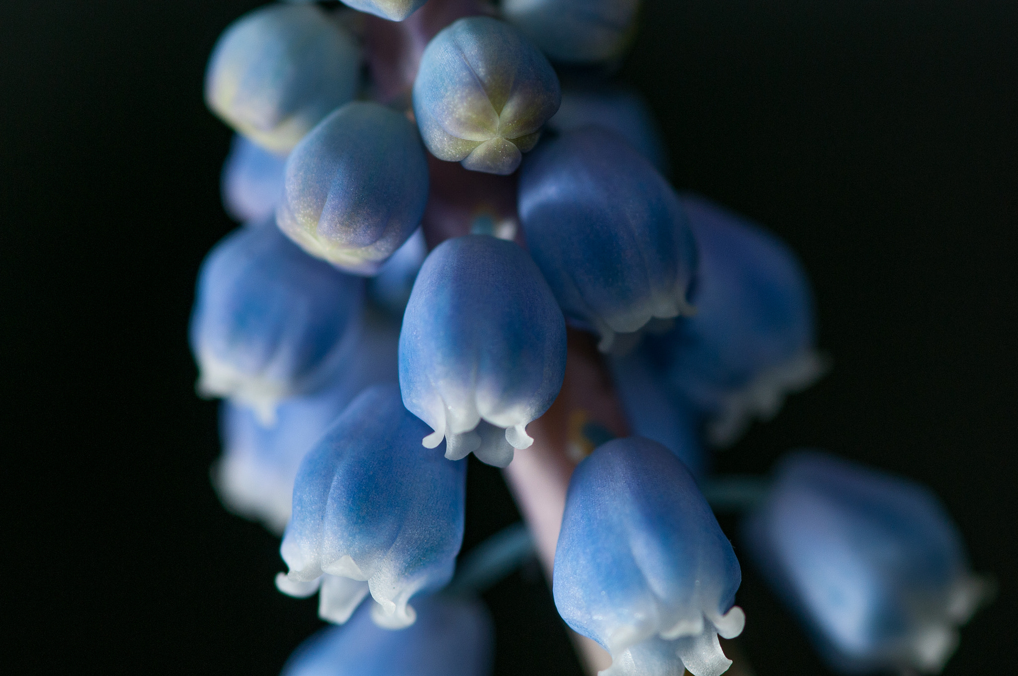 Tokina AT-X Pro 100mm F2.8 Macro sample photo. Grape hyacinth ii photography