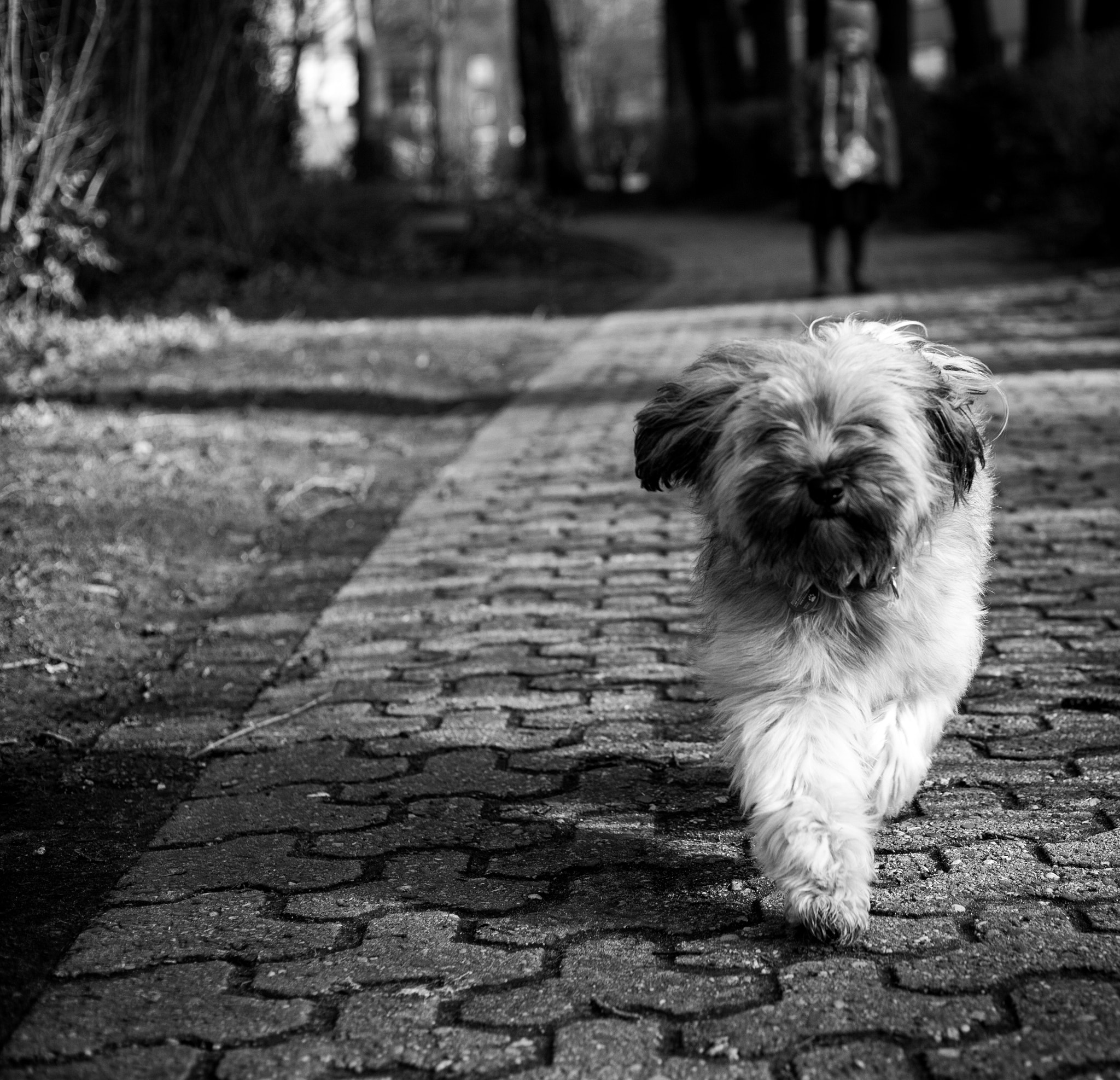 Canon EOS 5D + Canon EF 50mm F1.8 STM sample photo. Runing tibbi photography