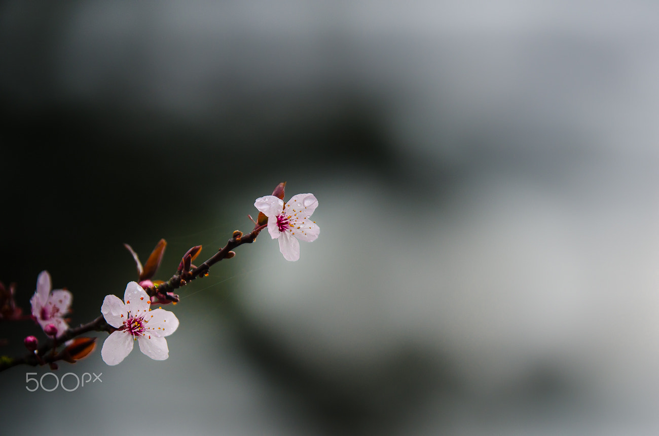 Nikon AF-S Nikkor 70-200mm F2.8G ED VR II sample photo. Spring smell iii photography