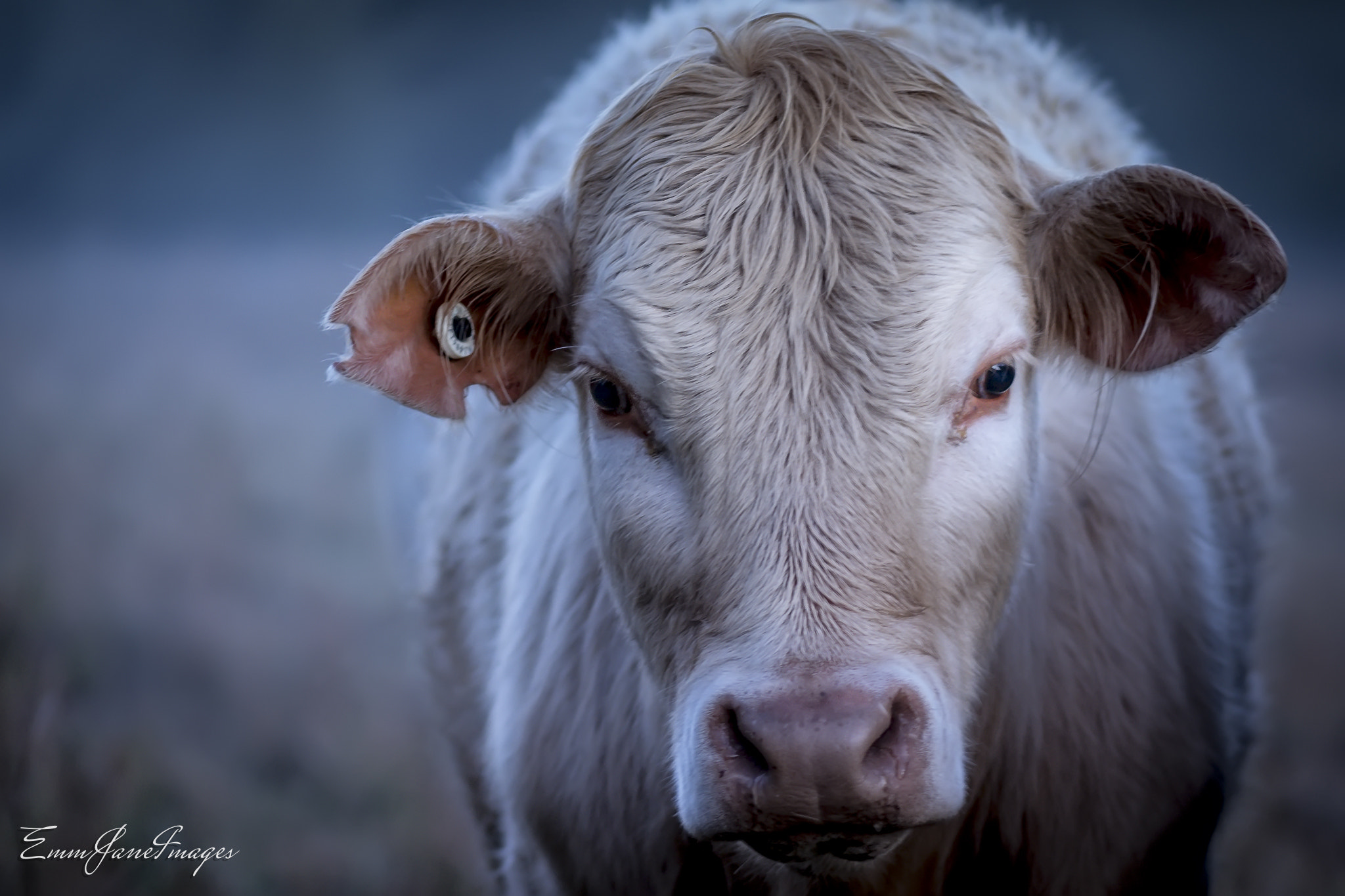 Nikon AF-S Micro-Nikkor 105mm F2.8G IF-ED VR sample photo. Cow photography