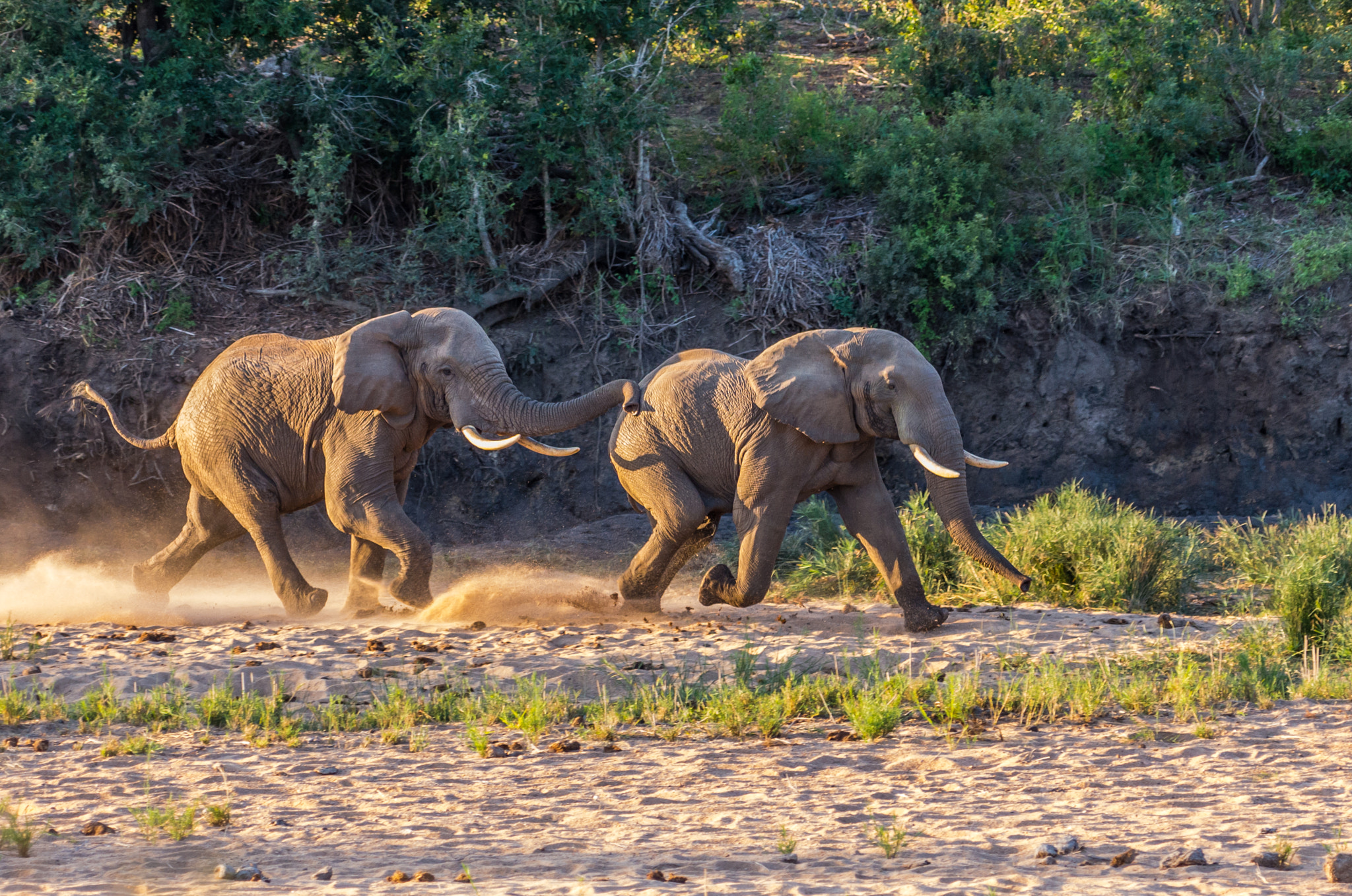 Pentax K-5 II sample photo. Elephant chase photography