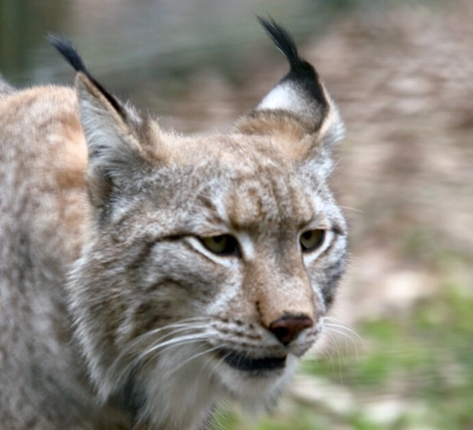 Sigma 70-200mm F2.8 EX DG OS HSM sample photo. Out in the wilderness. secret paths great lynx found. photography