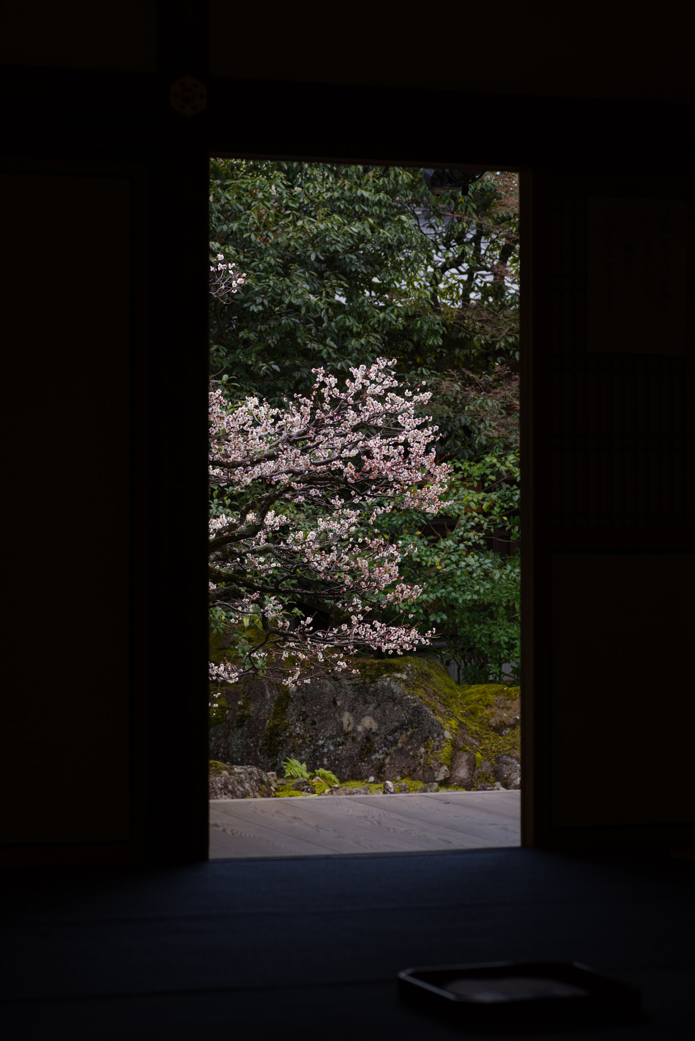 Pentax smc D-FA 100mm F2.8 Macro WR sample photo. Ume photography